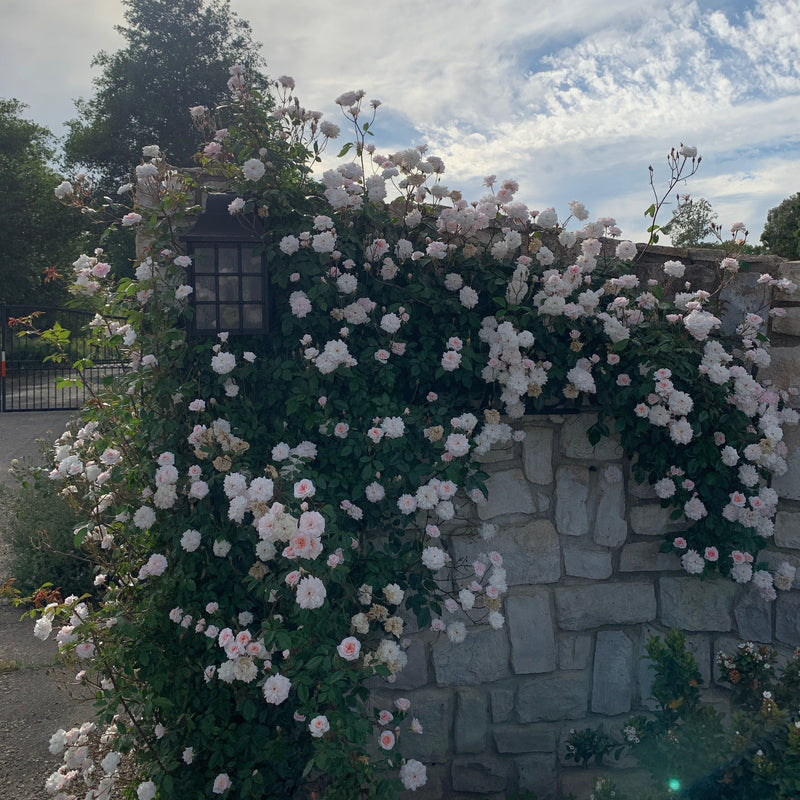 Cecile Brunner™ Bare Root Climbing Rose