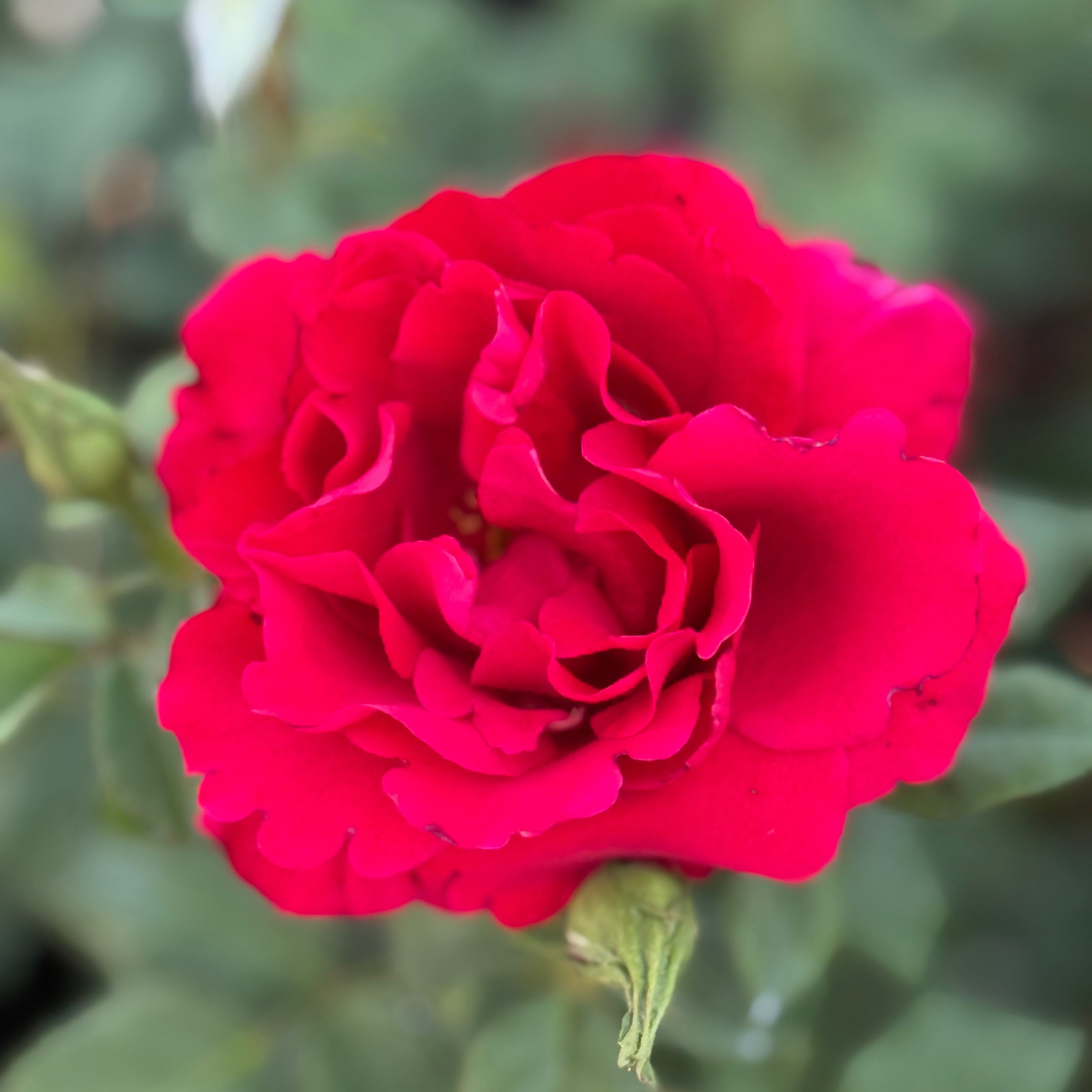 In The Mood™ Potted Rose Bush
