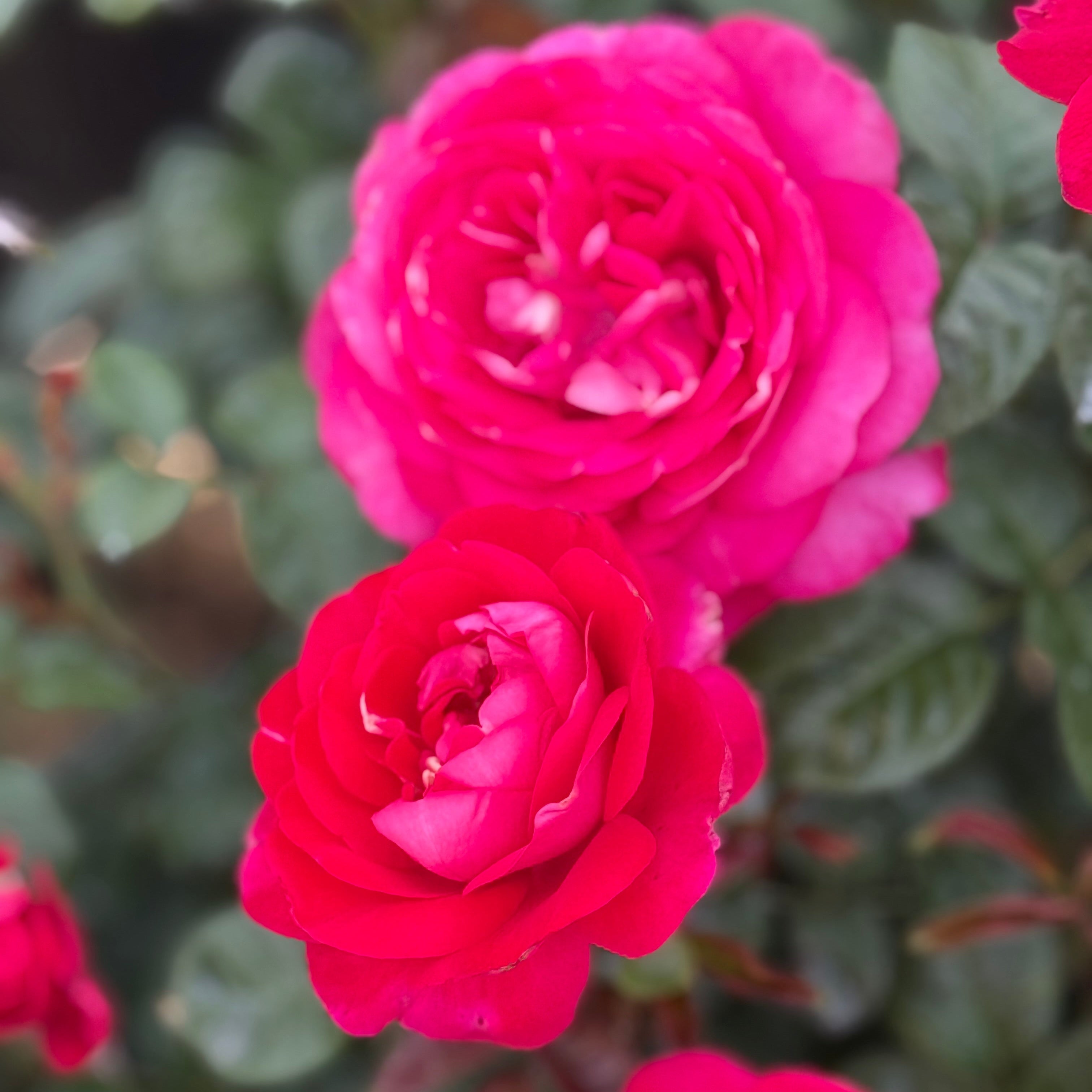 In The Mood™ Potted Rose Bush