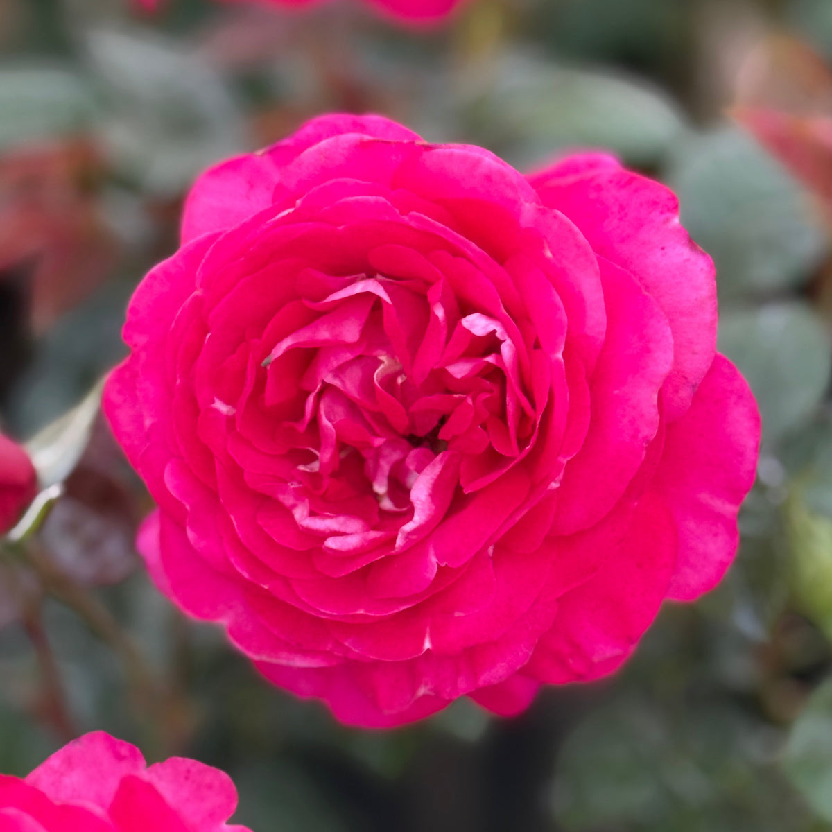 In the Mood Potted Rose Bush | Mauve Pink Rose Bush | Grace Rose Farm