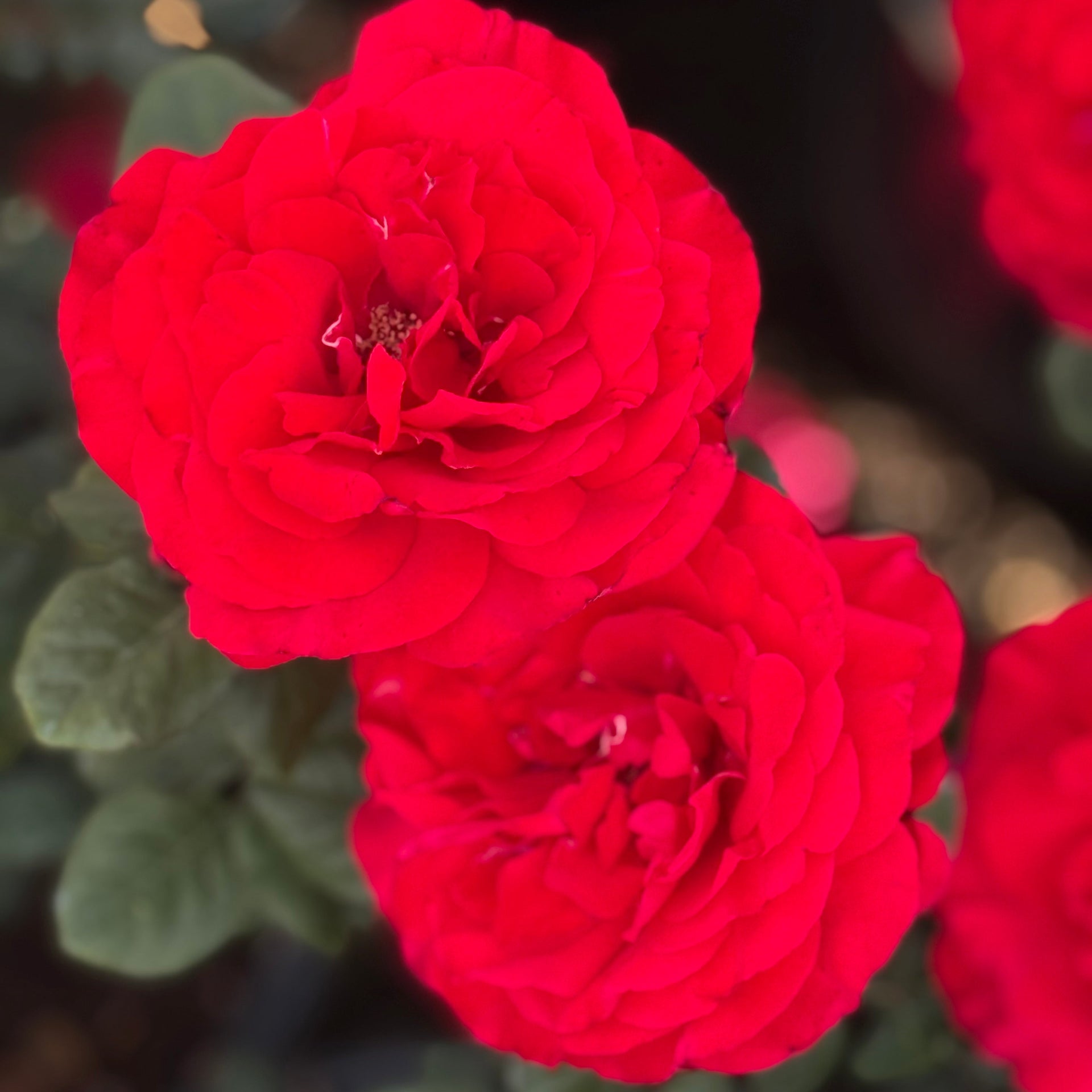 red rose succulent Legends Potted Rose Bush | Red Rose Bush