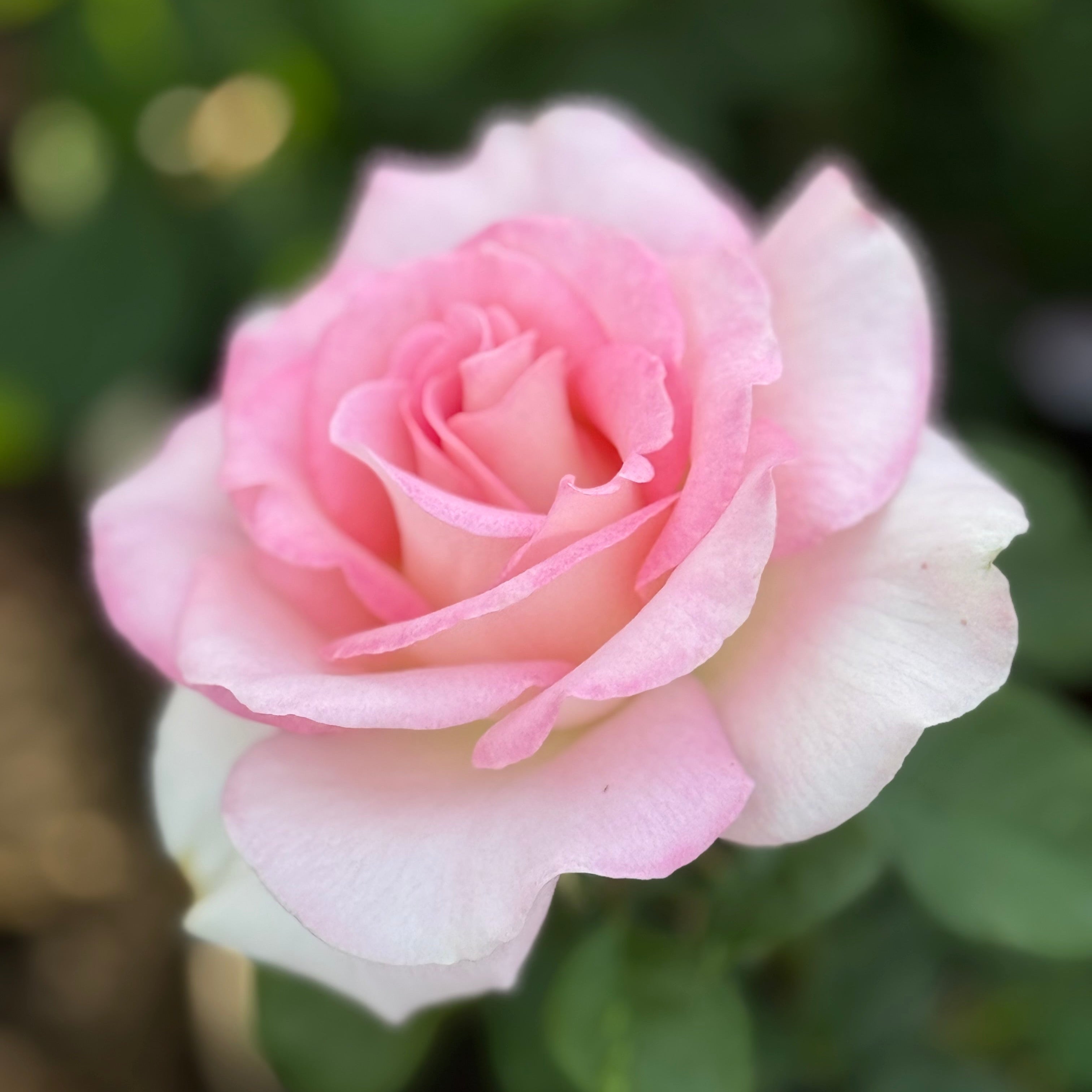 Falling in Love™ Bare Root  Rose Bush