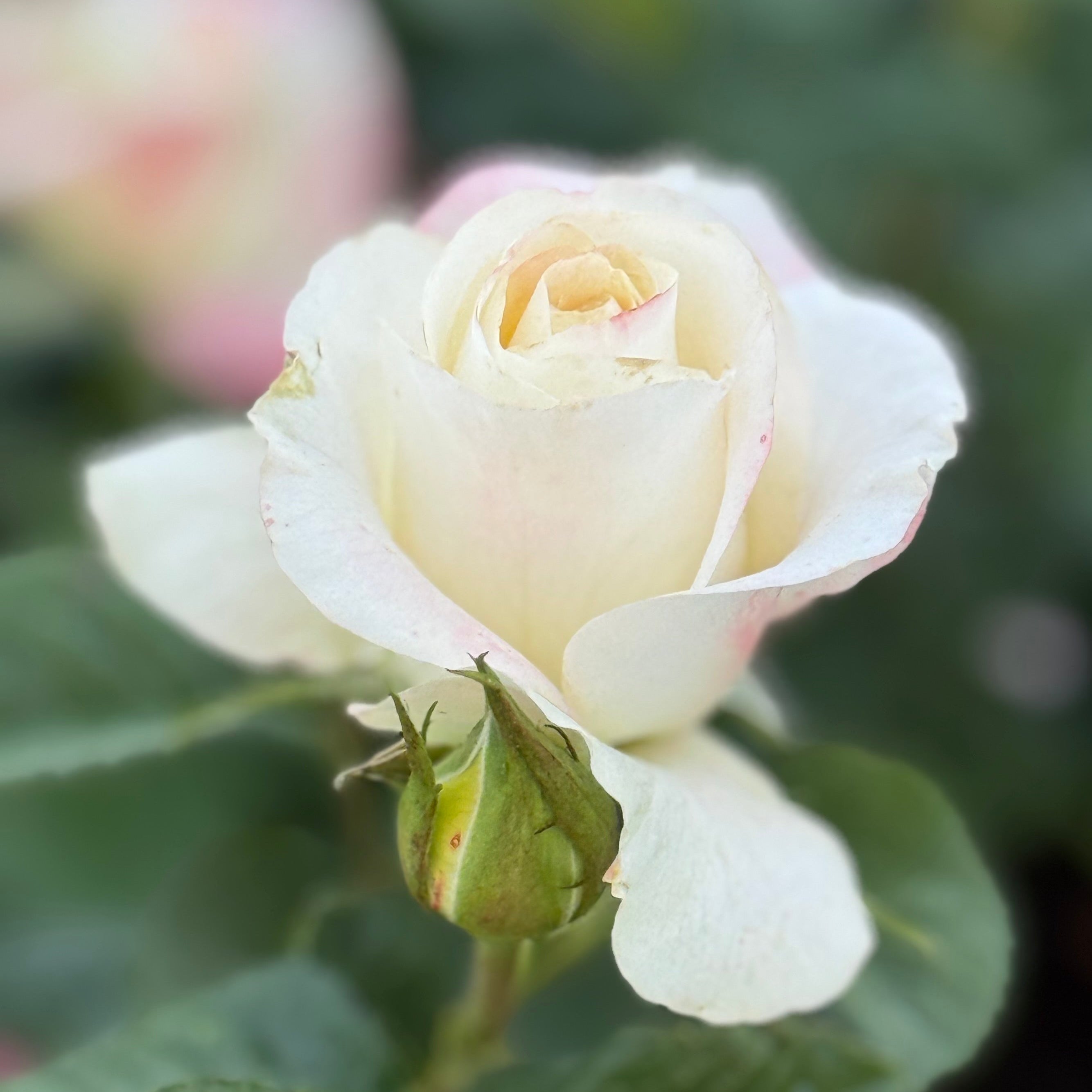 Make Me Blush™ Bare Root Tree Rose