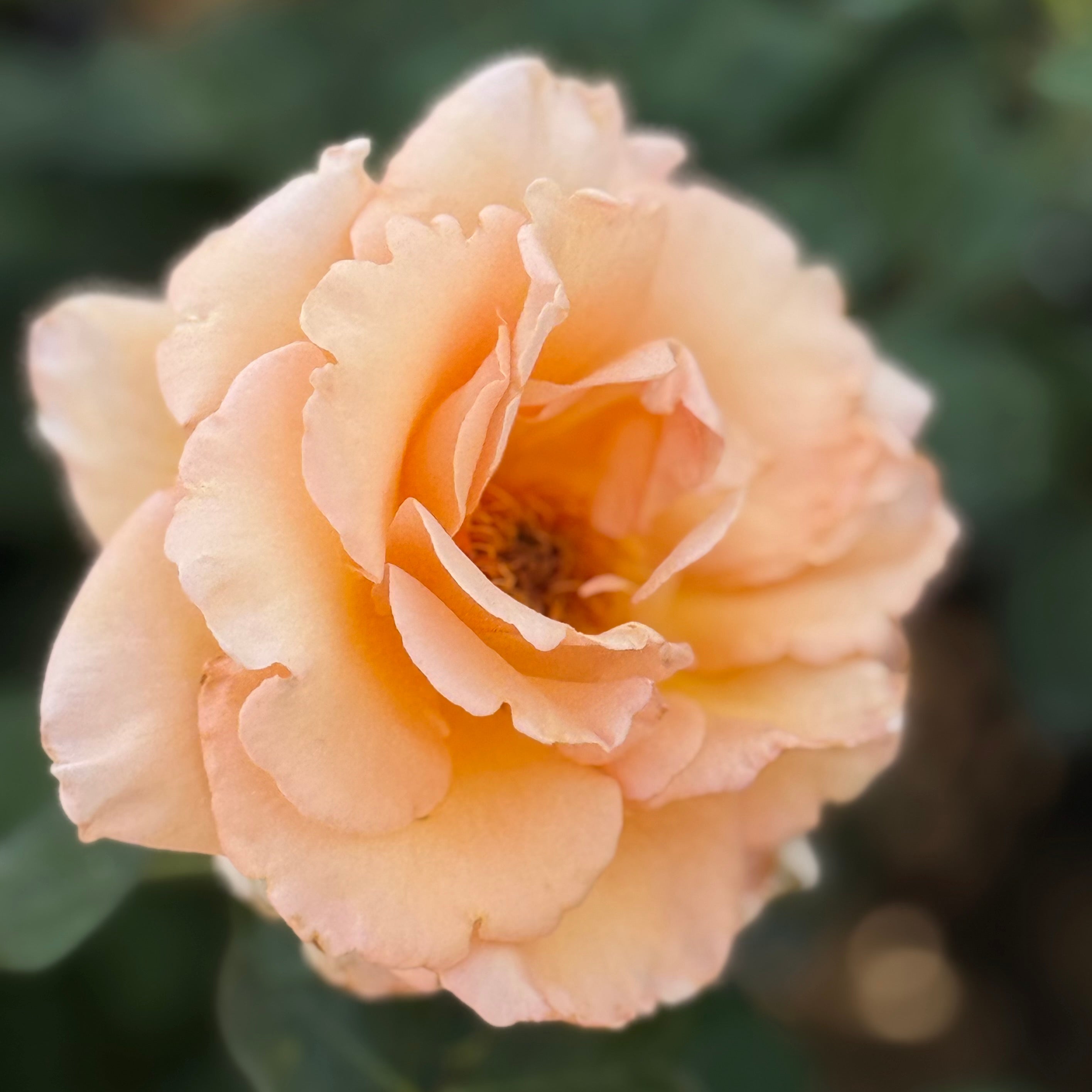 Over the Moon Potted Rose Bush | Apricot Peach Hybrid Tea Rose