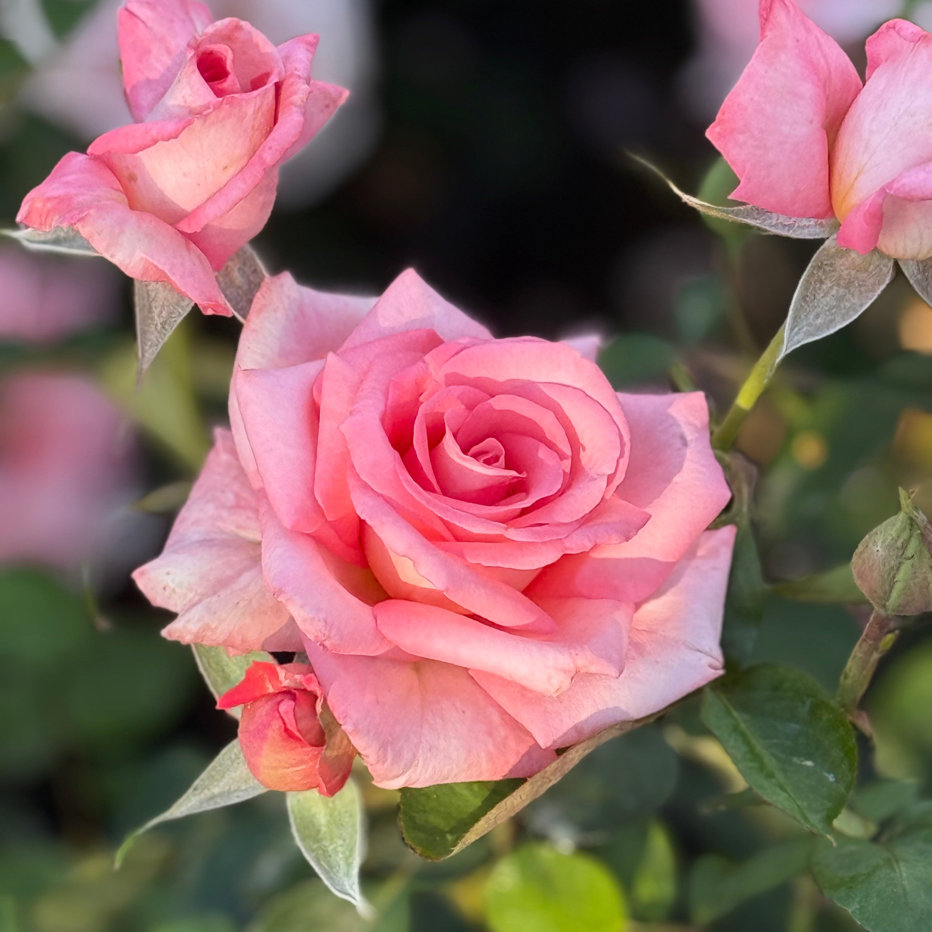 Lady Aberdeen Potted Rose Bush | Apricot Rose Bush | Grace Rose Farm