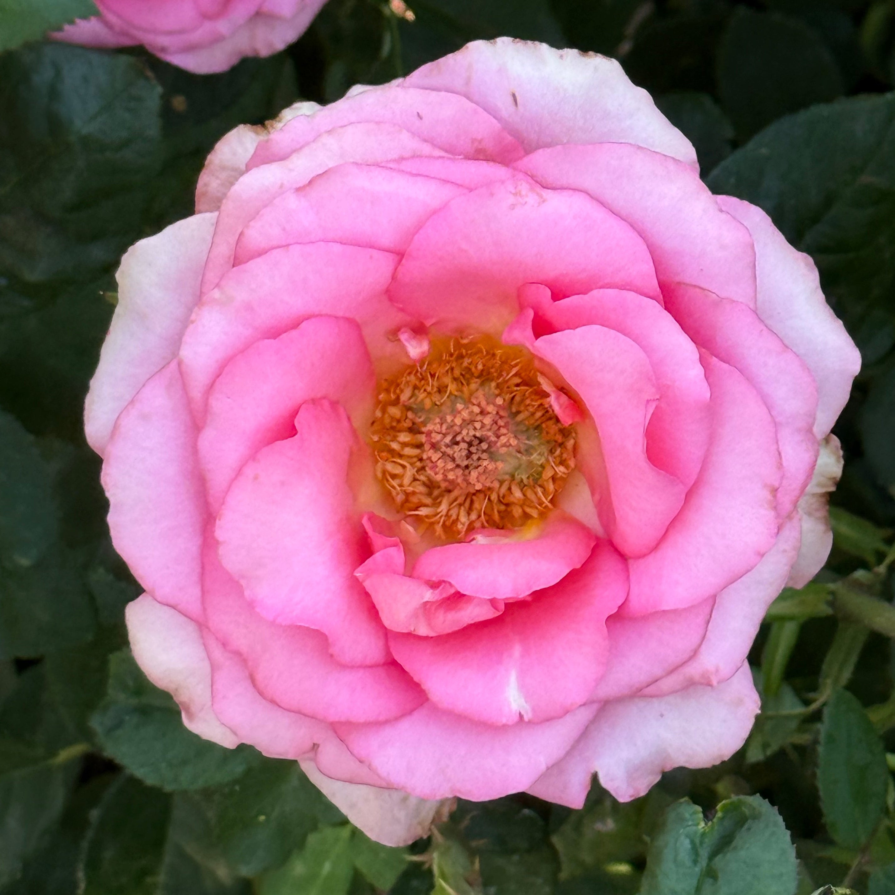 Lois Wilson Potted Rose Bush | Pink Yellow Rose Bush | Grace Rose Farm