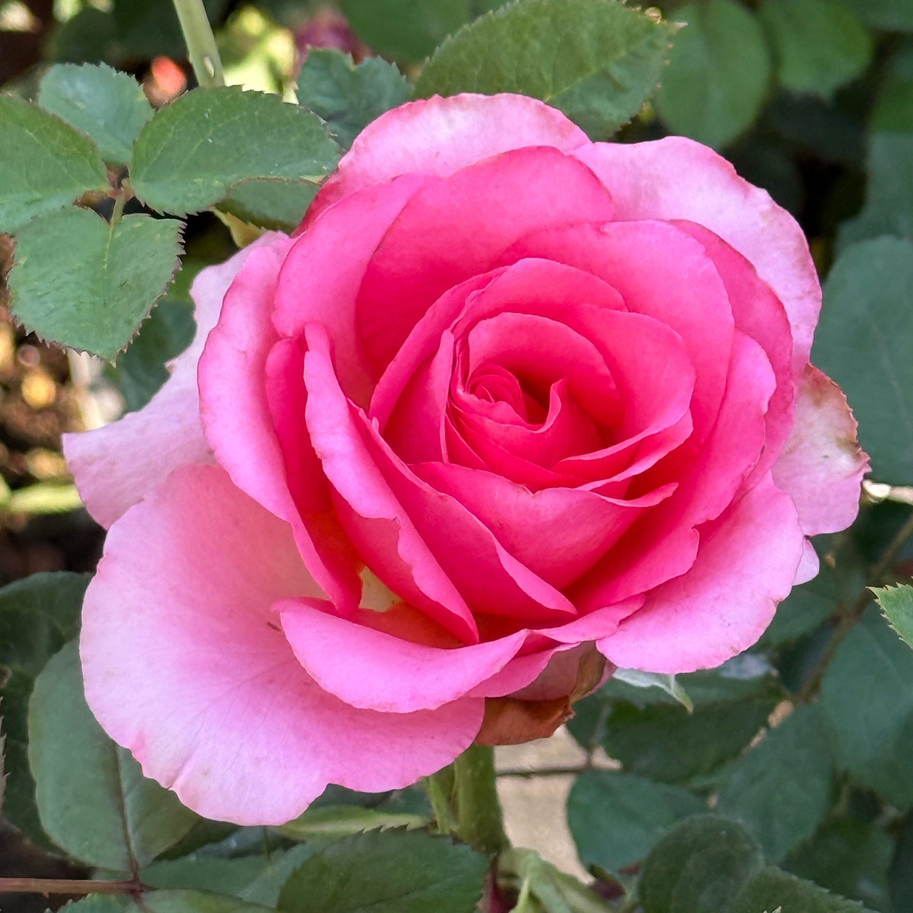 Lois Wilson Potted Rose Bush | Pink Yellow Rose Bush | Grace Rose Farm