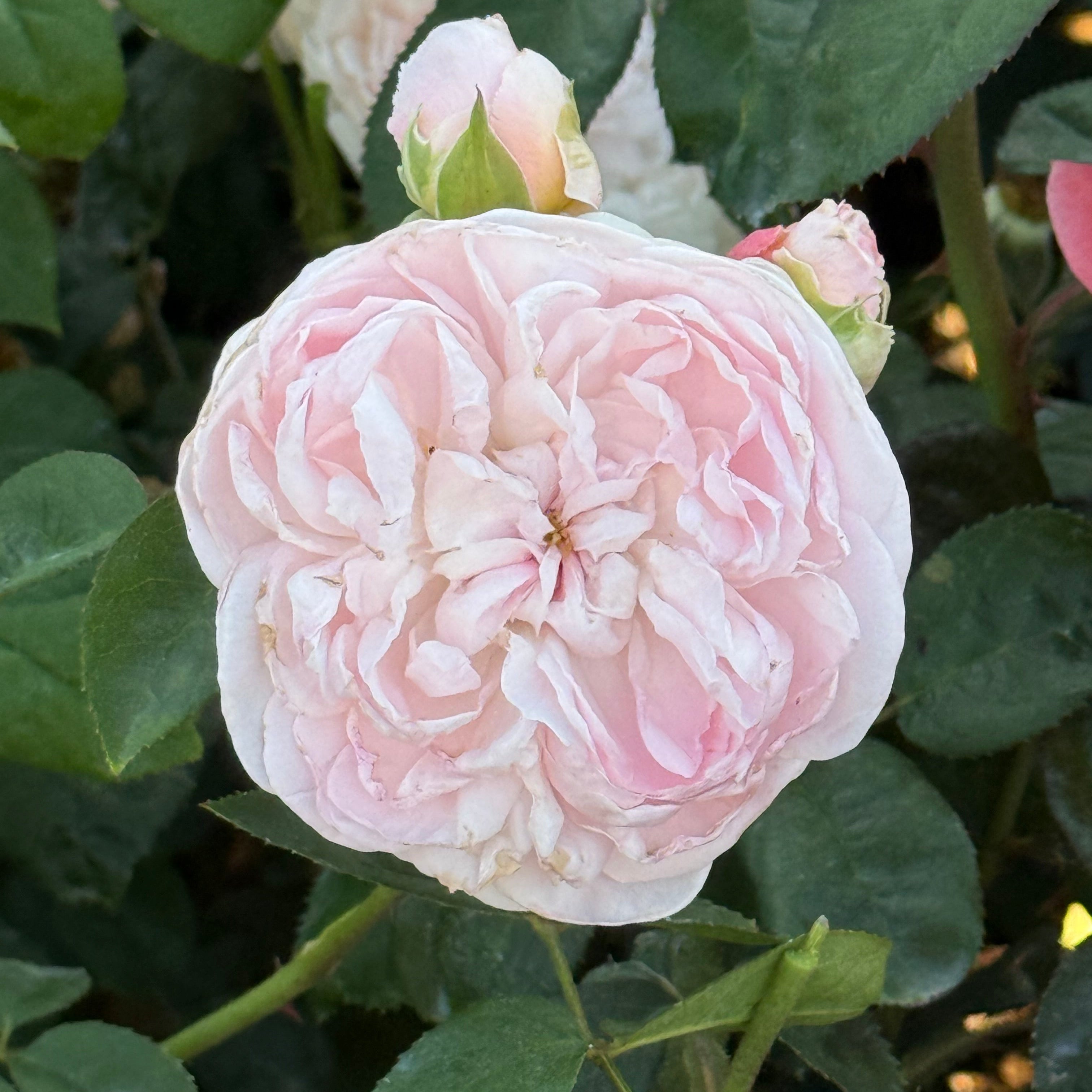 Home & Garden® Potted Rose Bush