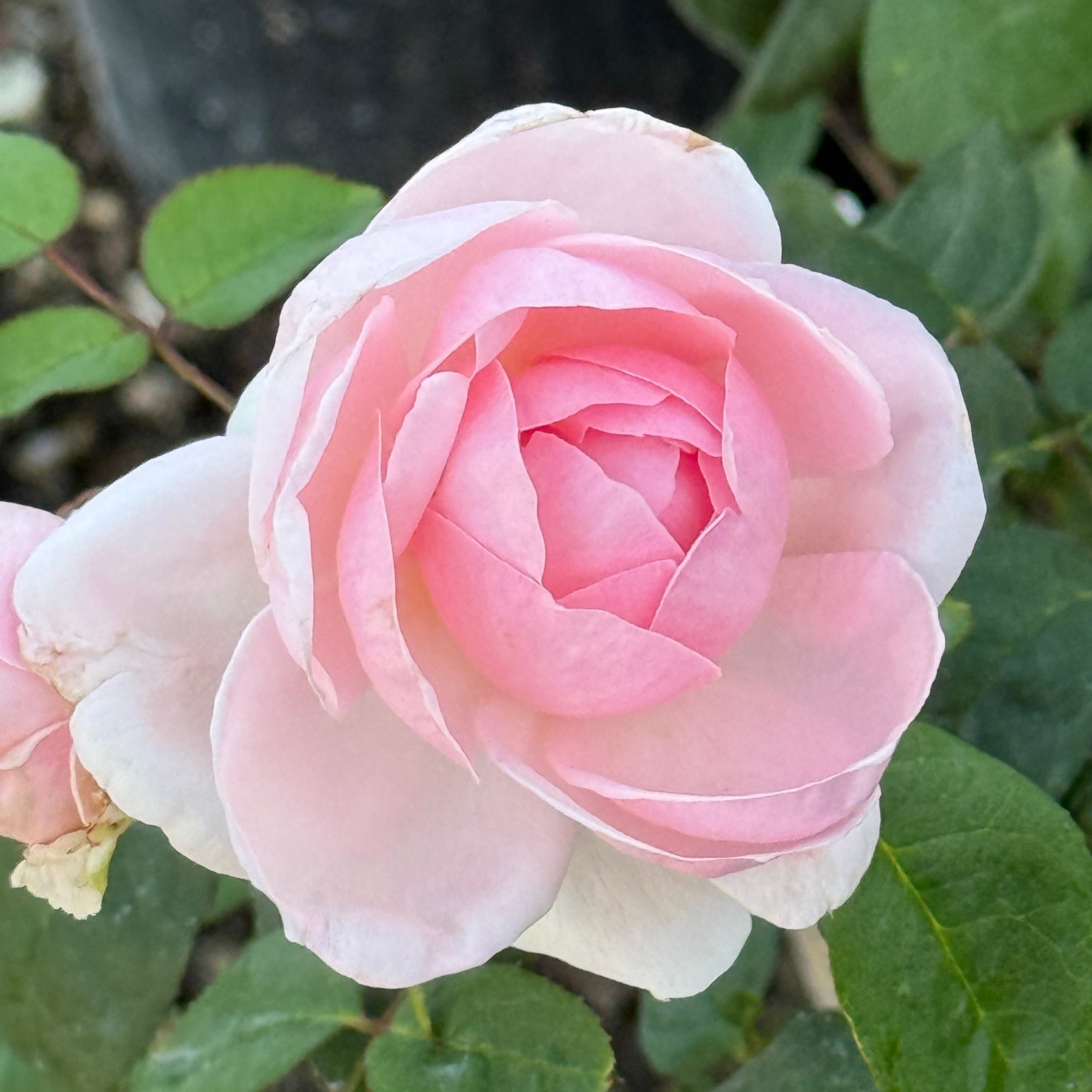 Home & Garden® Potted Rose Bush