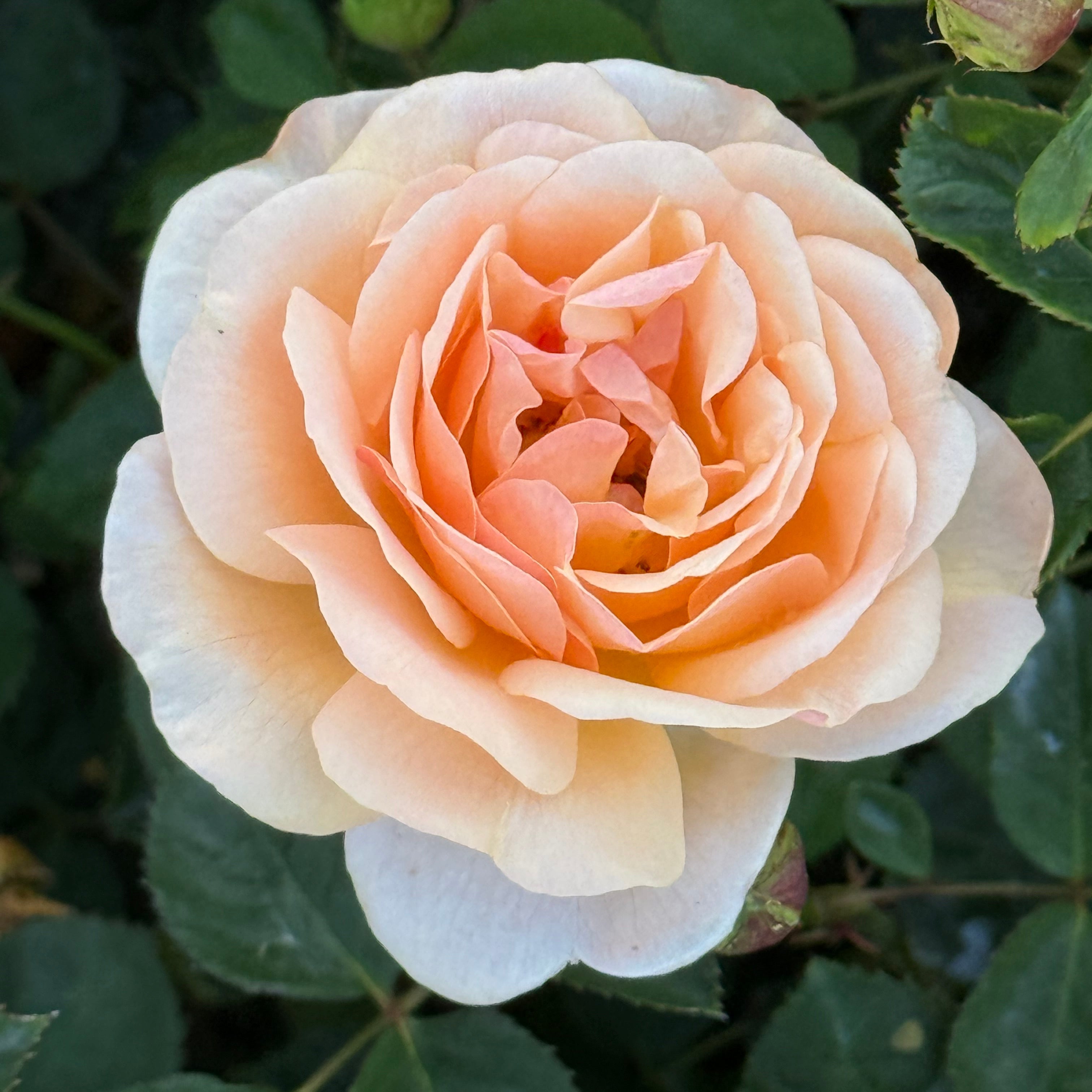 Peach Glory Bare Root Rose Bush