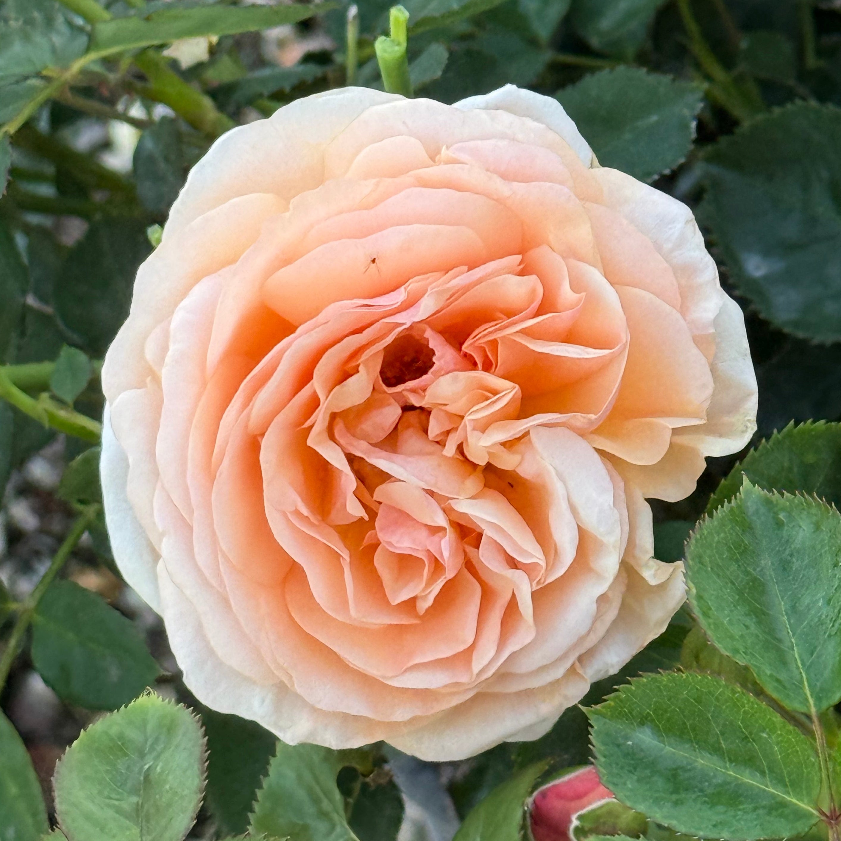 Peach Glory Bare Root Rose Bush