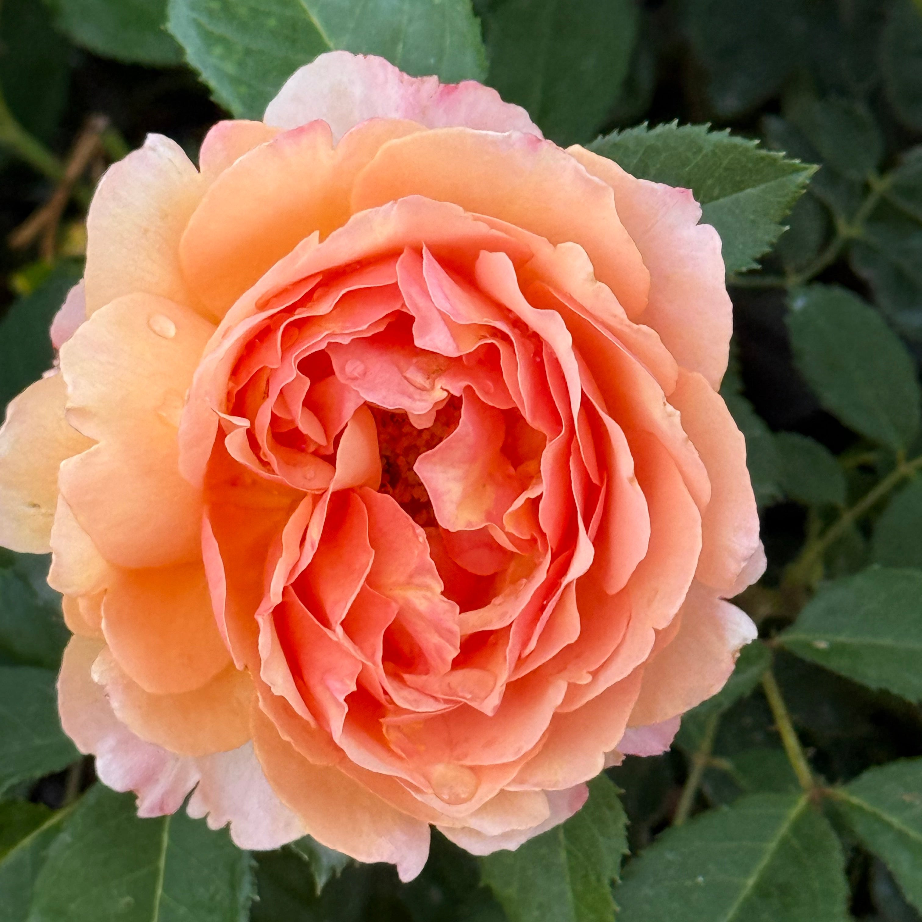 ピーチローズ Peach Glory Rose | Warm Peach Rose Bush | Grace Rose Farm
