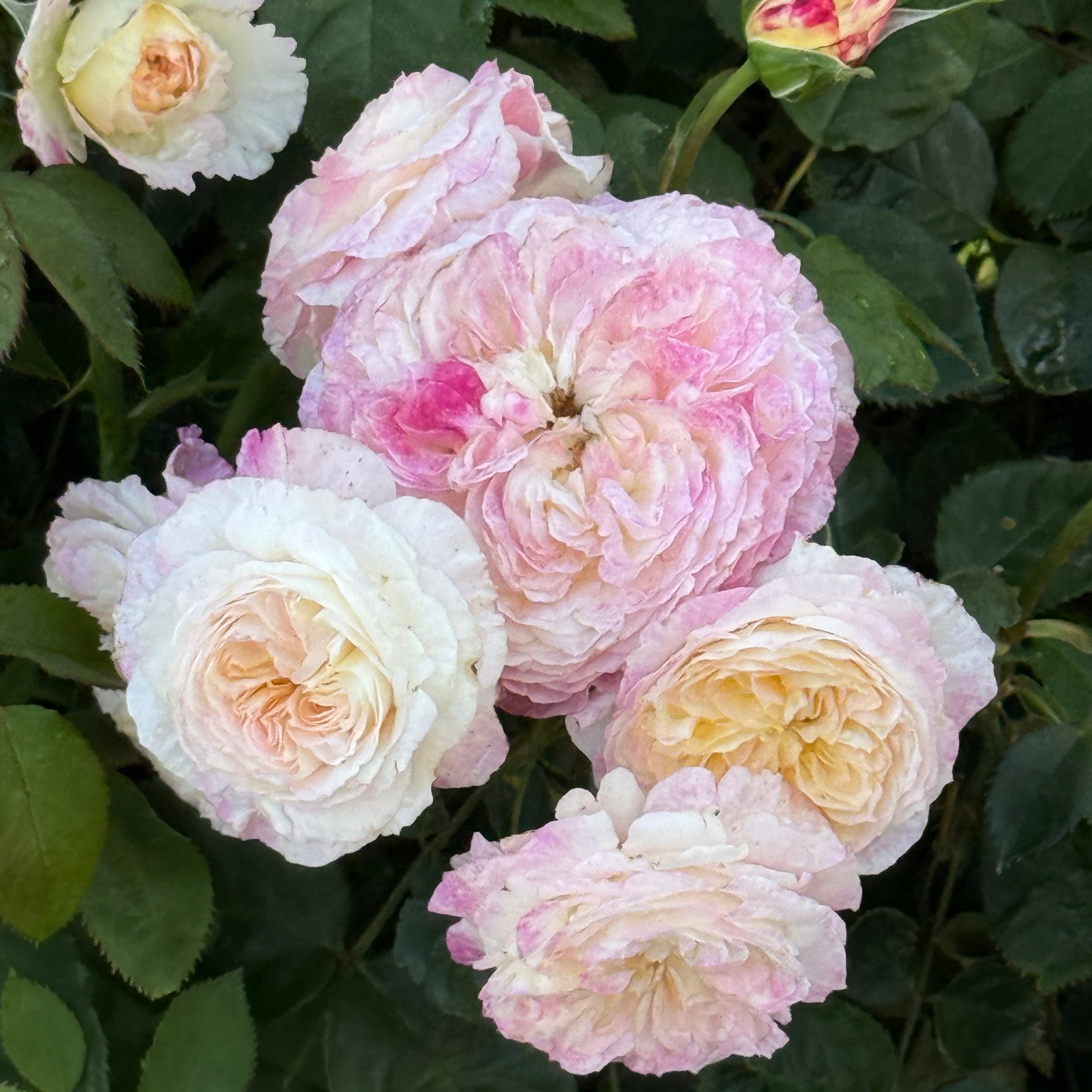 Living the Dream™ Bare Root Rose Bush