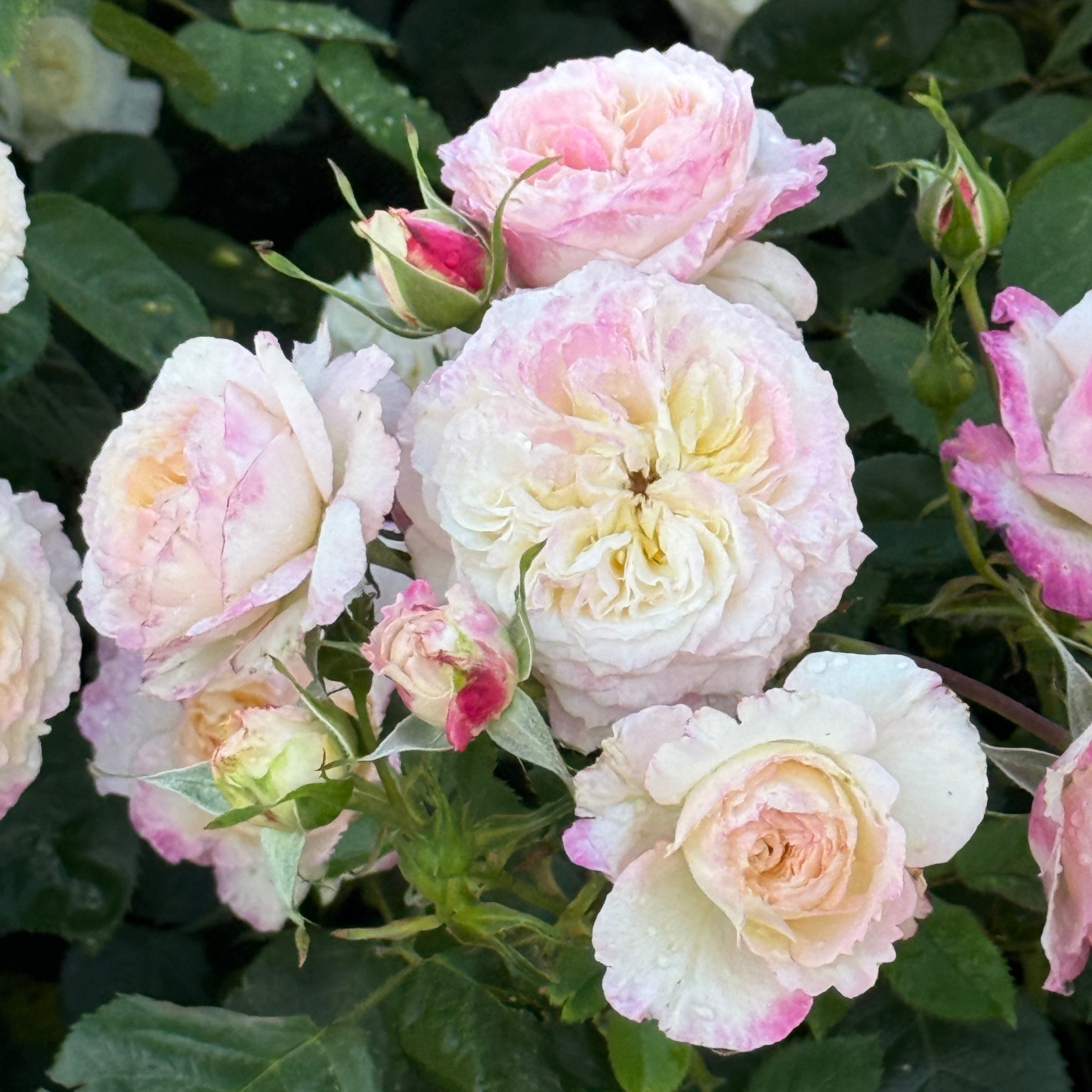 Living the Dream Rose Bush | Repeat Blooming Rose | Grace Rose Farm