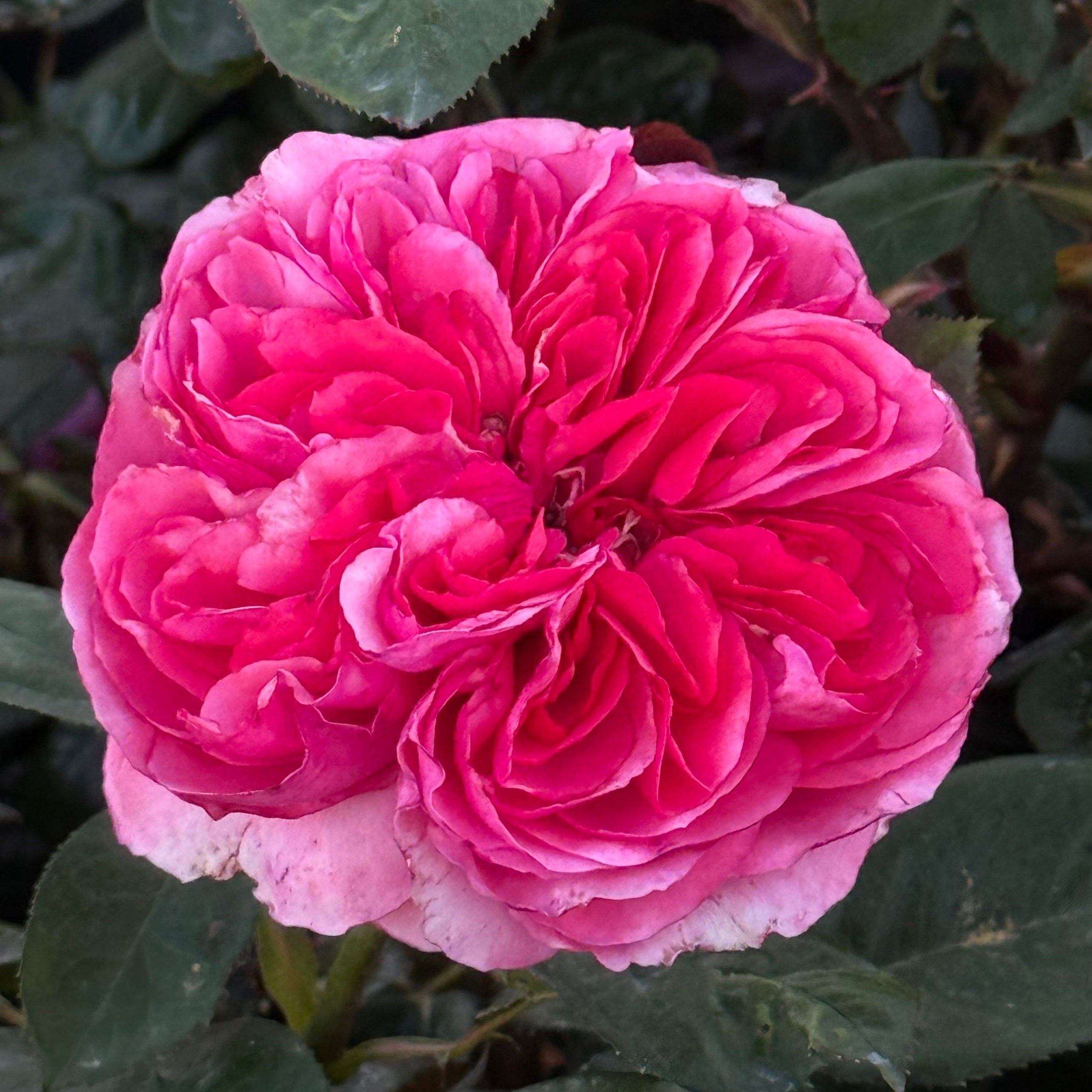 Loves Me, Loves Me Not™ Potted Rose Bush