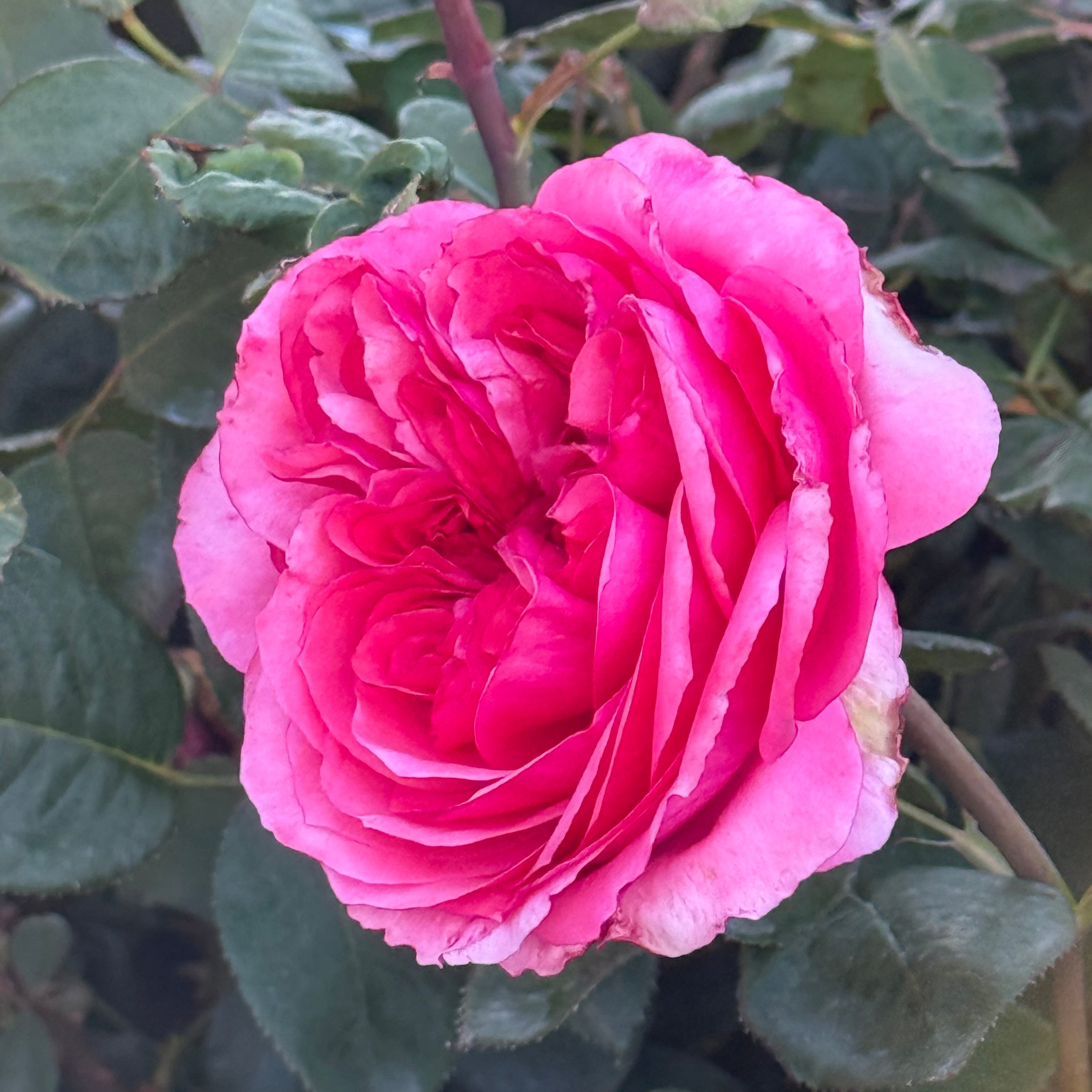 Loves Me, Loves Me Not™ Potted Rose Bush