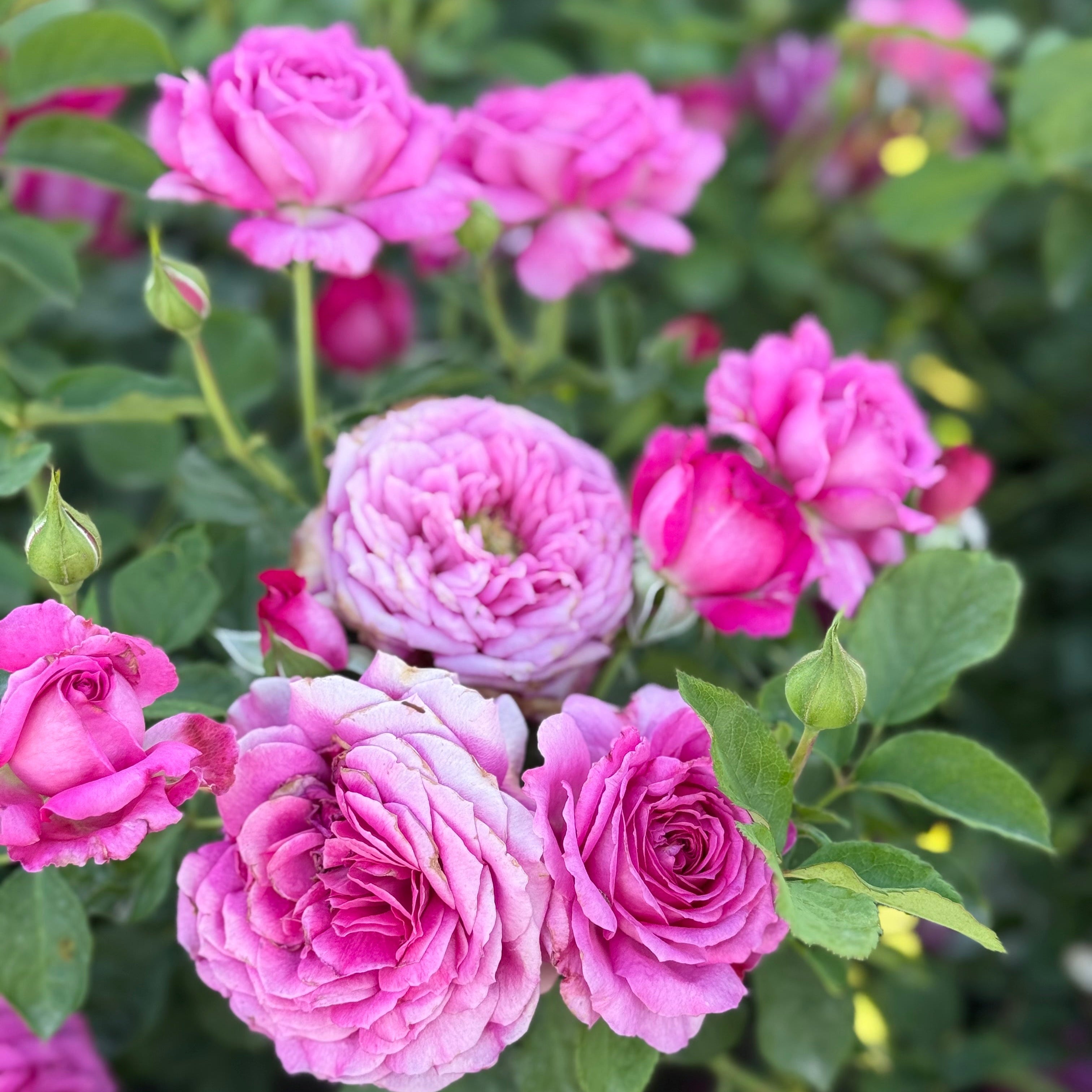 Light Years Away Bare Root Rose Bush