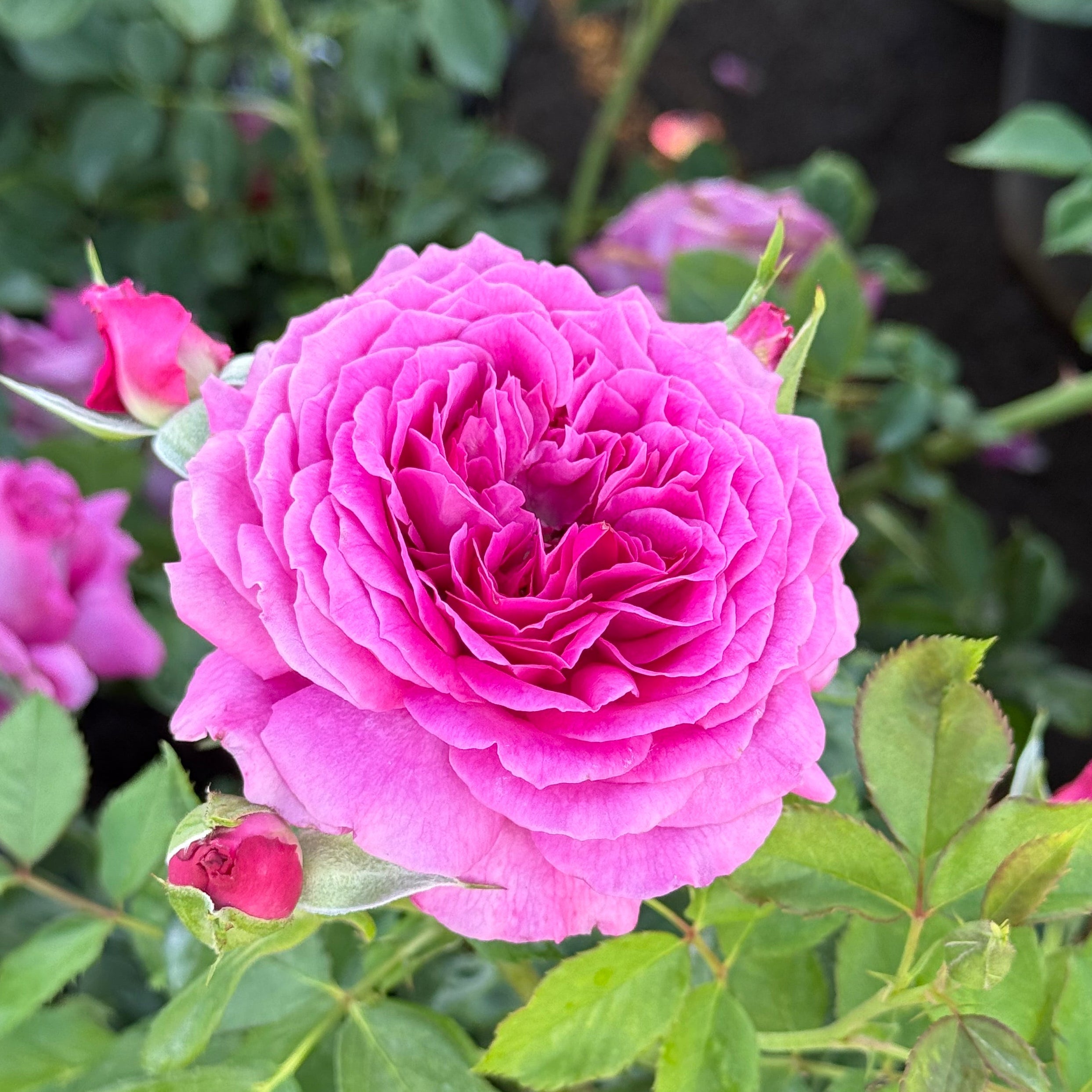 Light Years Away Bare Root Rose Bush