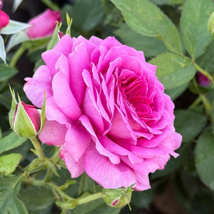 Mature Estate Roses™ | Living Luxury for Gardens | Grace Rose Farm