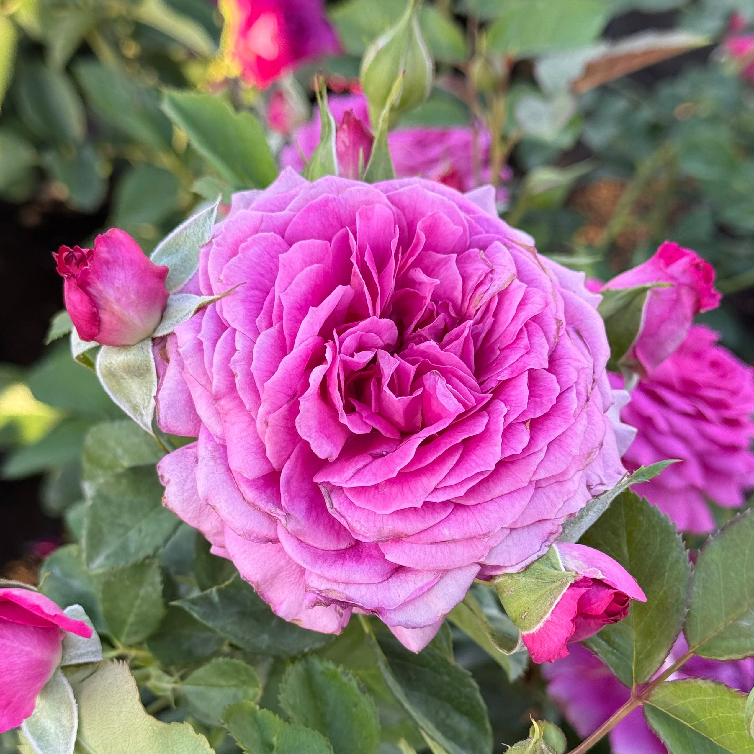 Light Years Away Bare Root Rose Bush