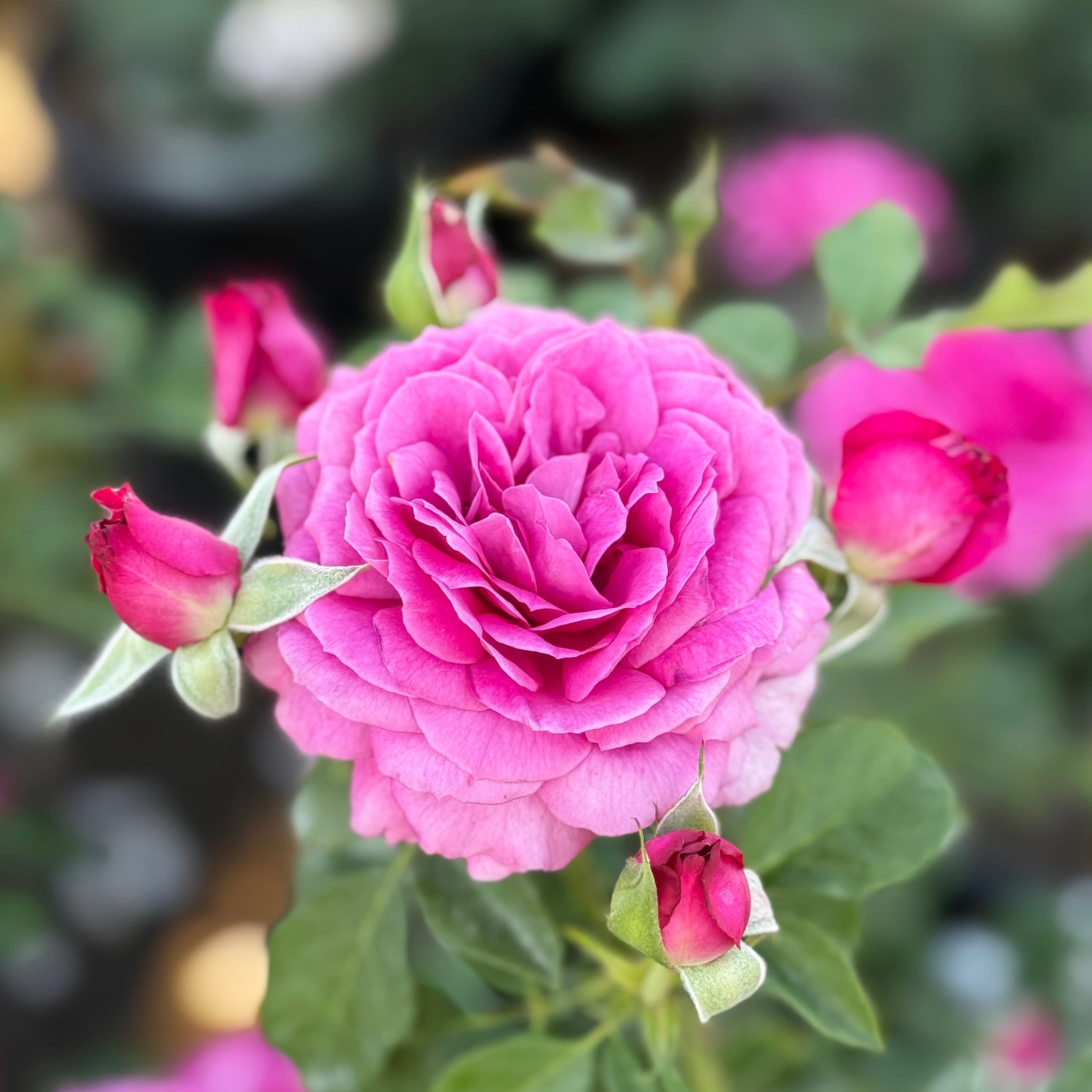 Light Years Away Bare Root Rose Bush