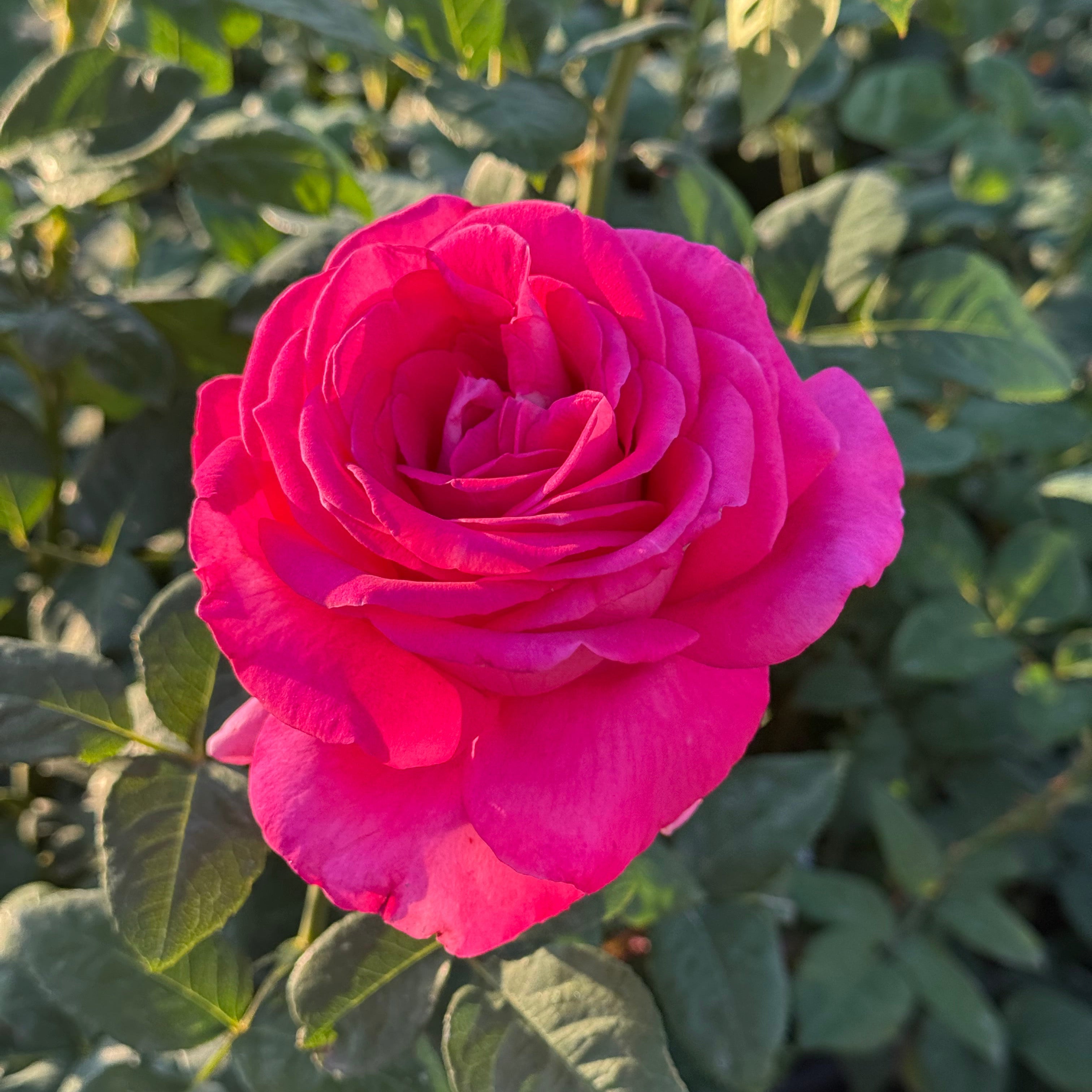 All My Loving™ Bare Root Rose Bush