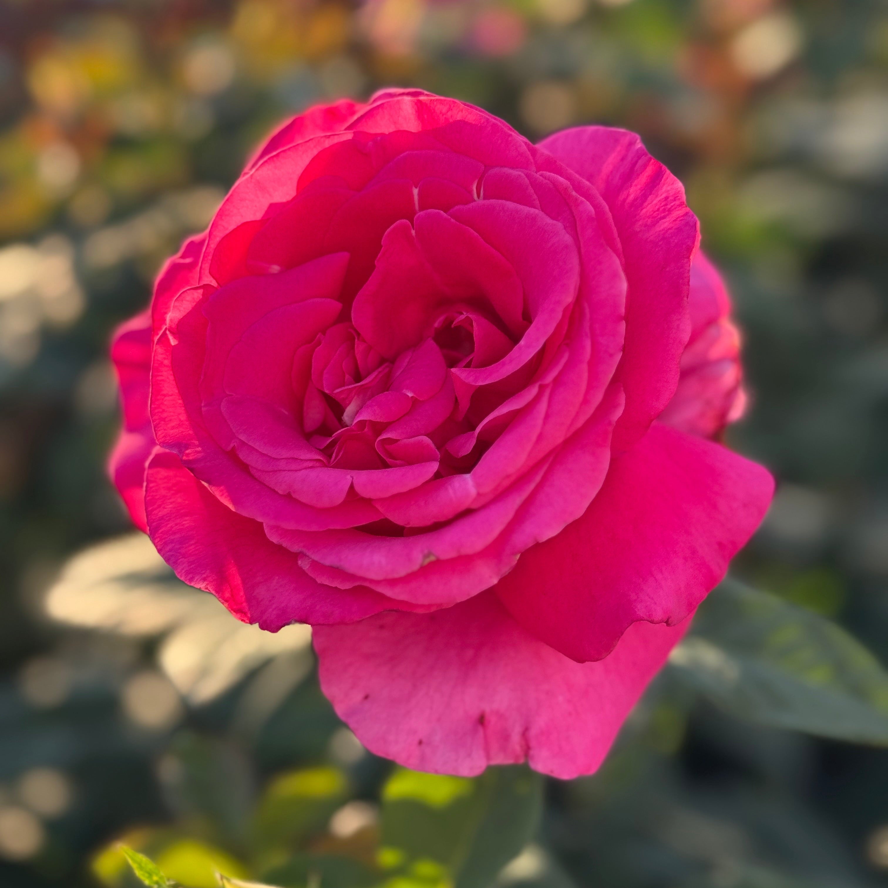 All My Loving Rose | Classic Red Rose Bush | Grace Rose Farm