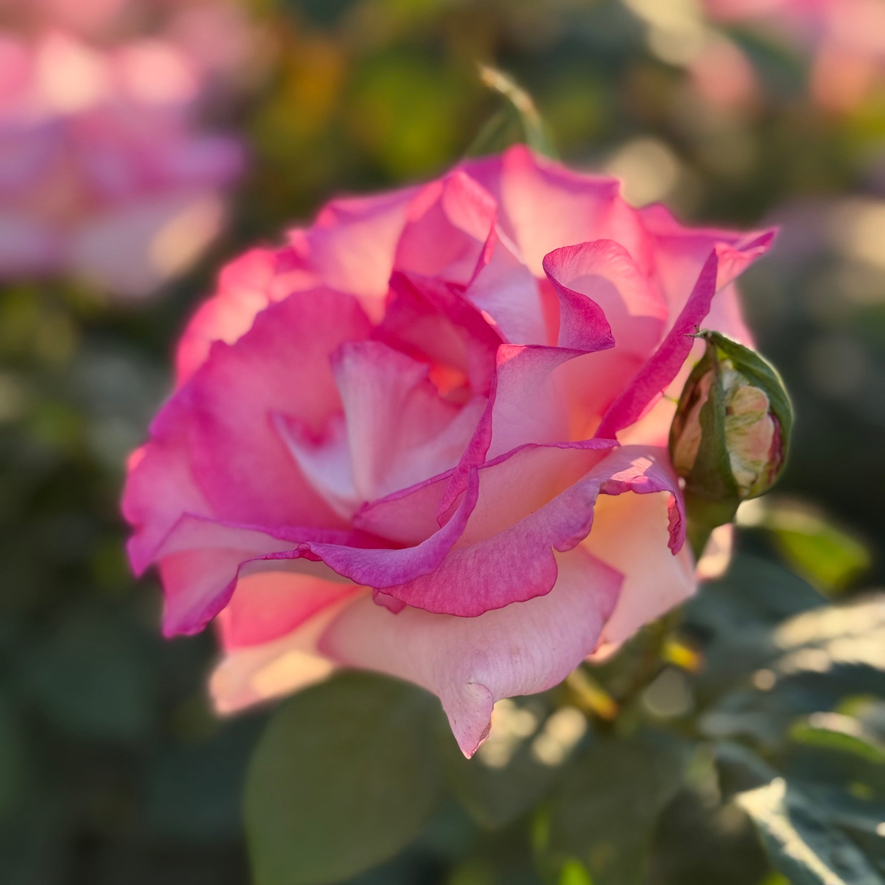Close-up of a pink rose with a blurred garden background