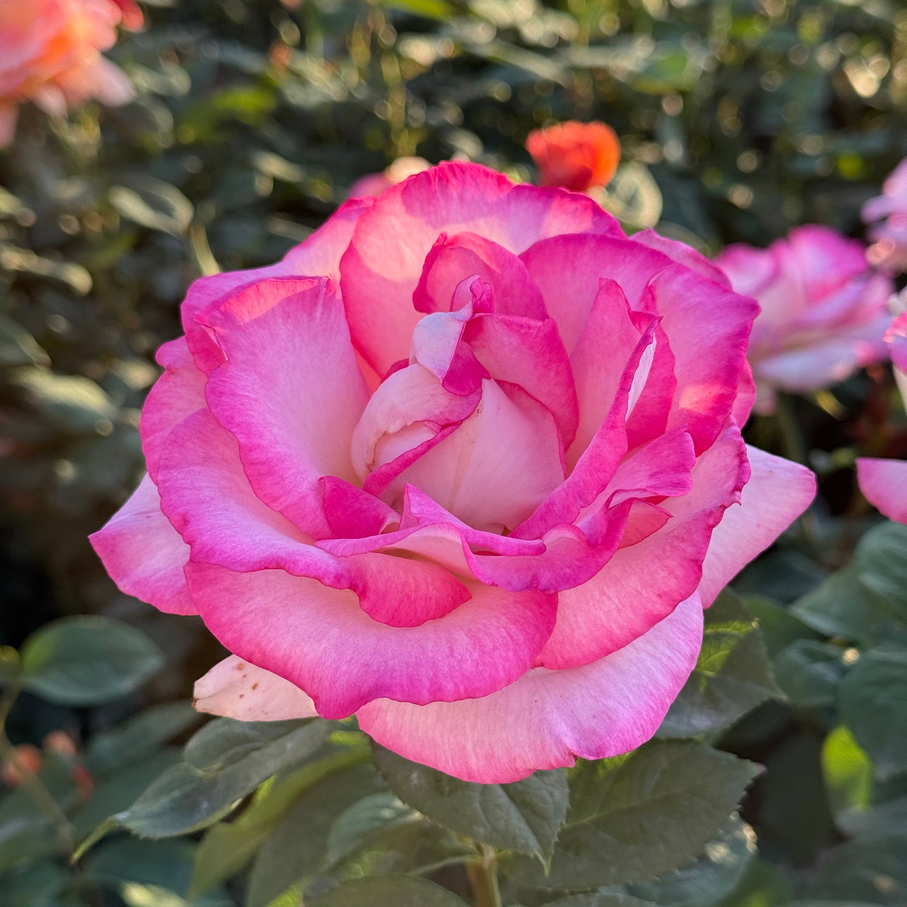 Close-up of a pink rose with green leaves in the background