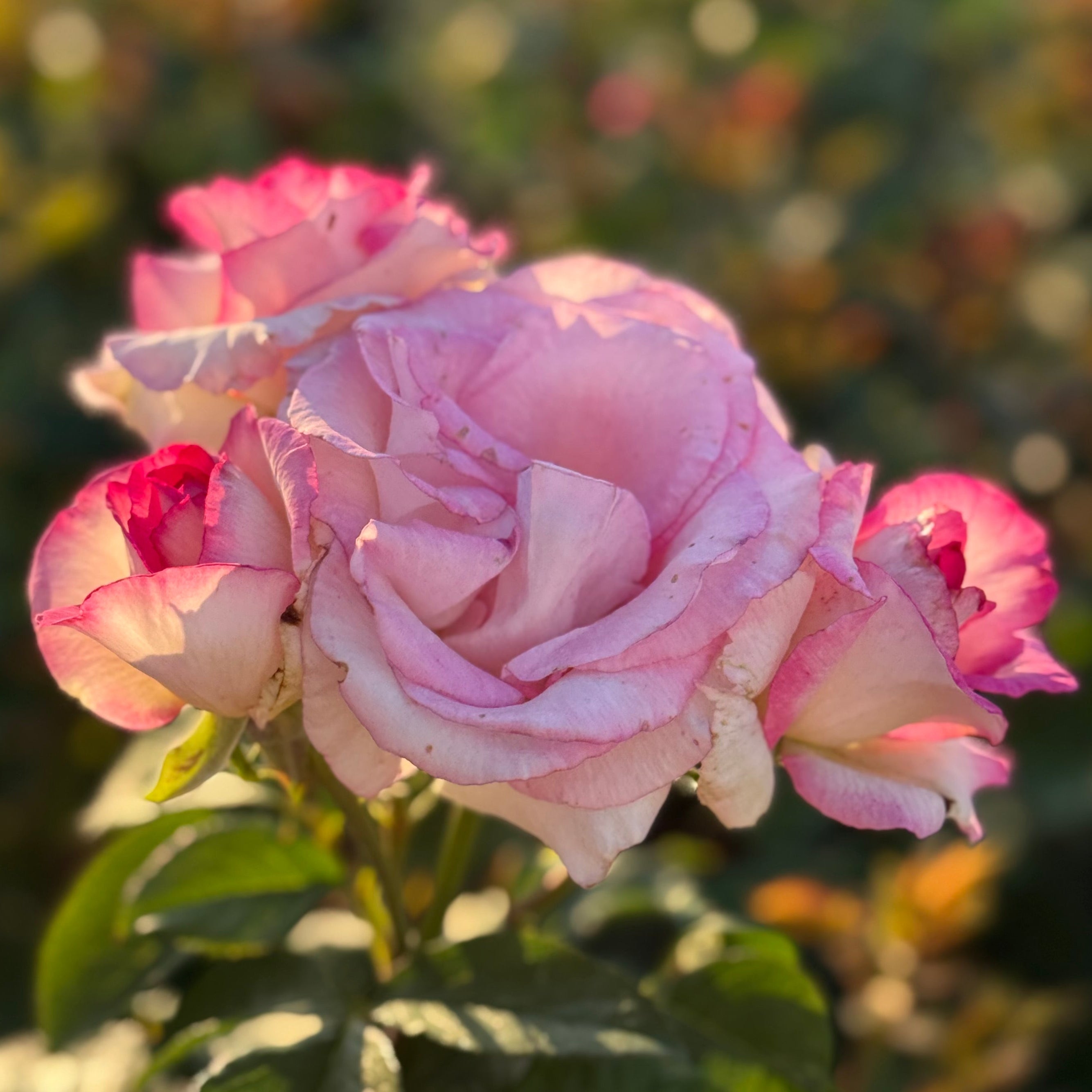 Angelic Veil Potted Rose Bush | White Rose Bush | Grace Rose Farm