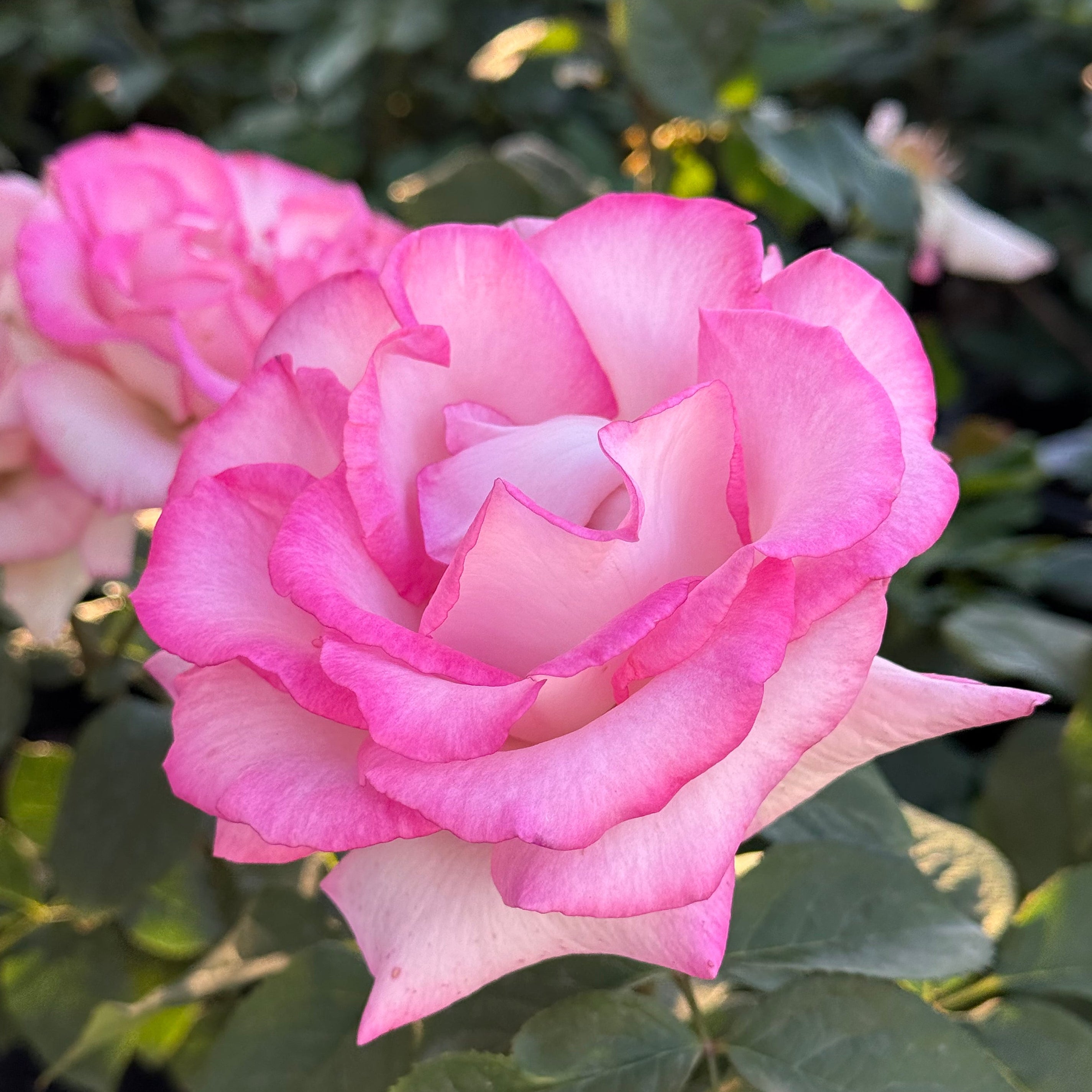 Angelic Veil Potted Rose Bush | White Rose Bush | Grace Rose Farm