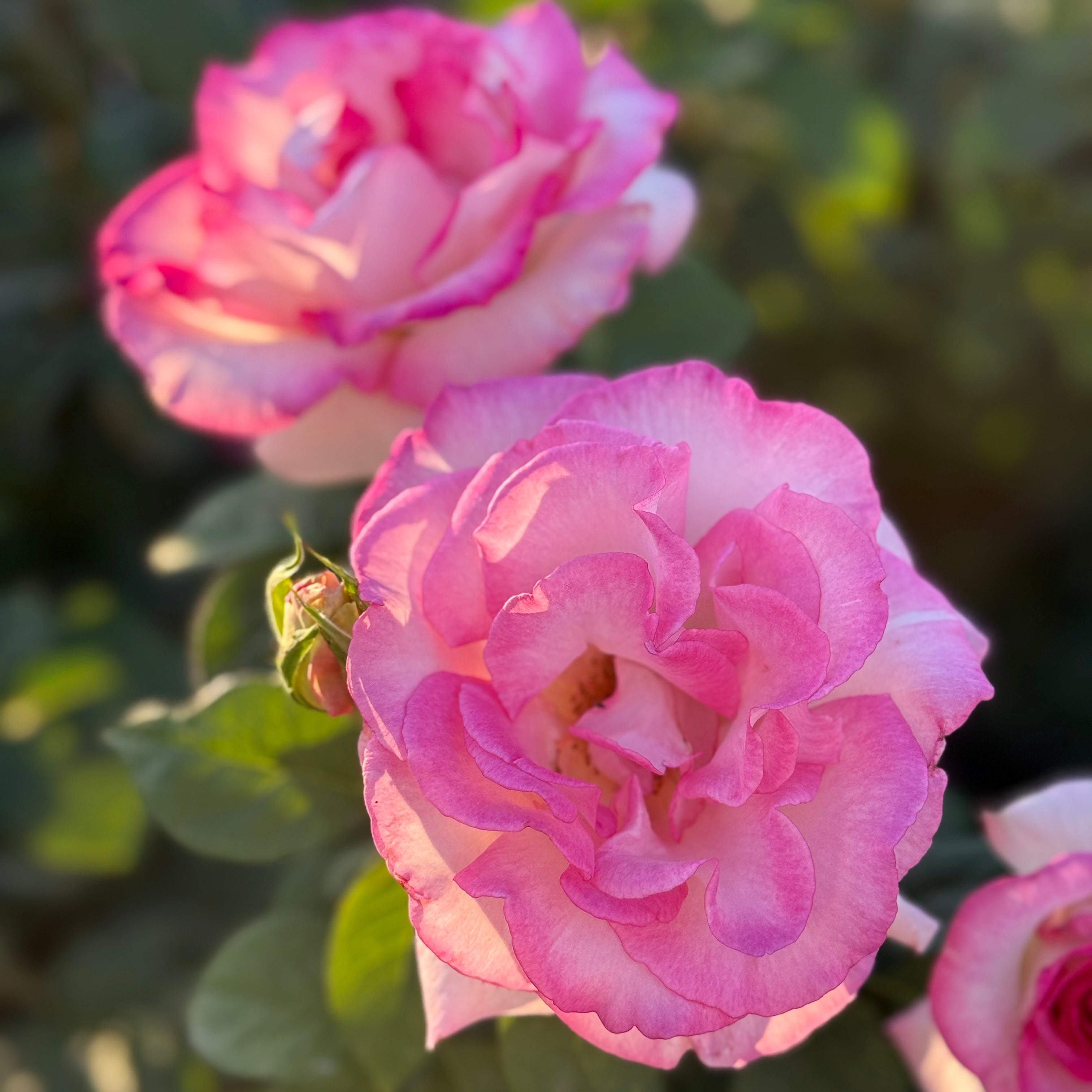 Angelic Veil Potted Rose Bush | White Rose Bush | Grace Rose Farm