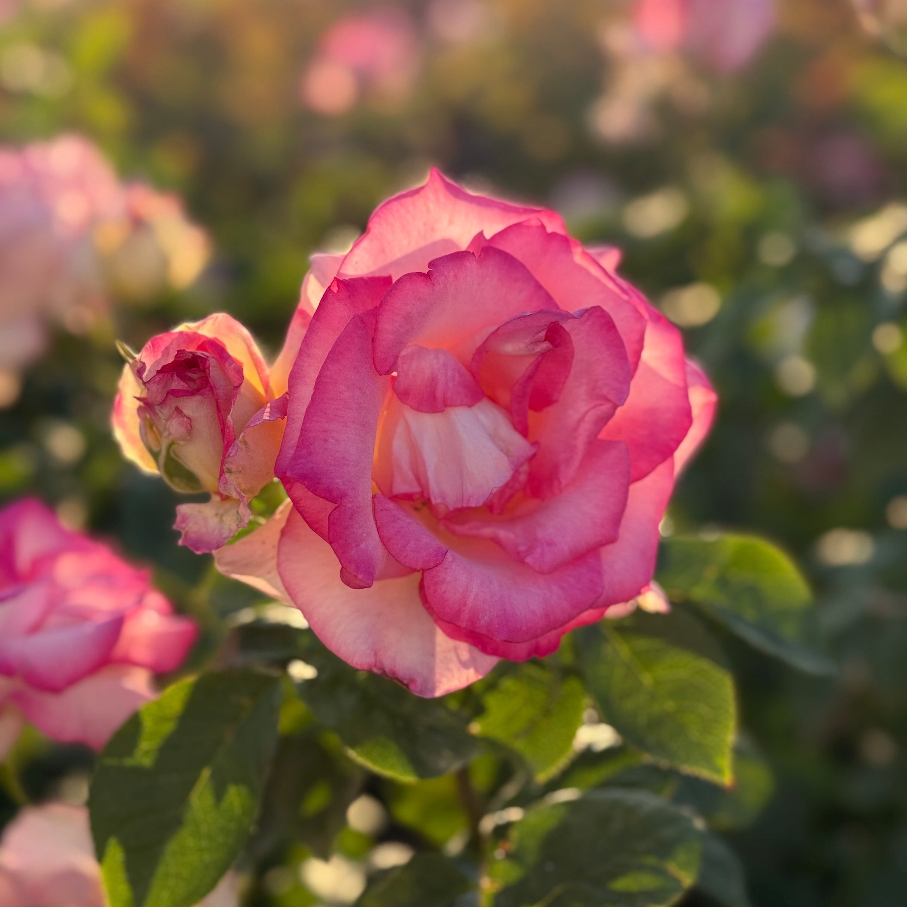 Angelic Veil™ Bare Root Rose Bush