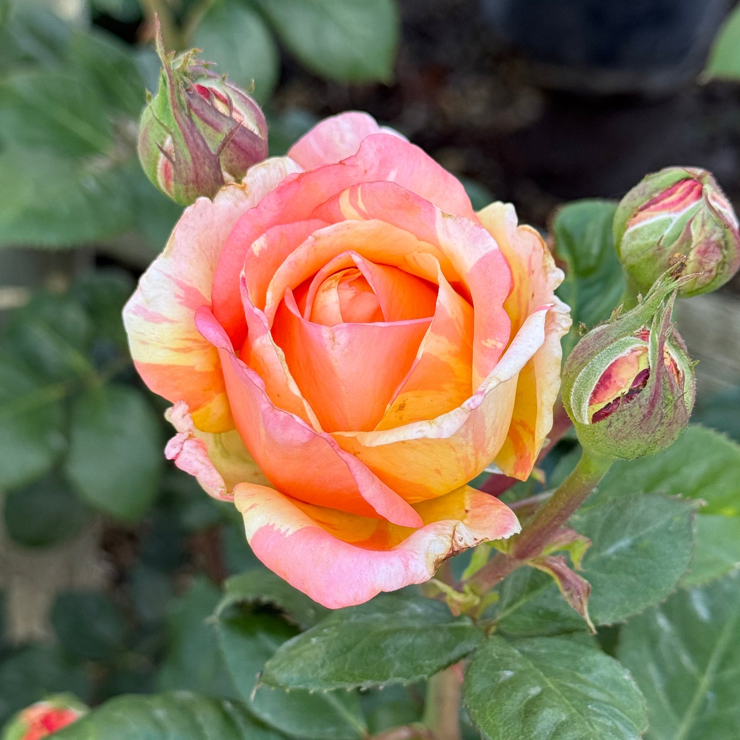 Peach Swirl Potted Rose Bush | Peach Pink Reverse Rose | Grace
