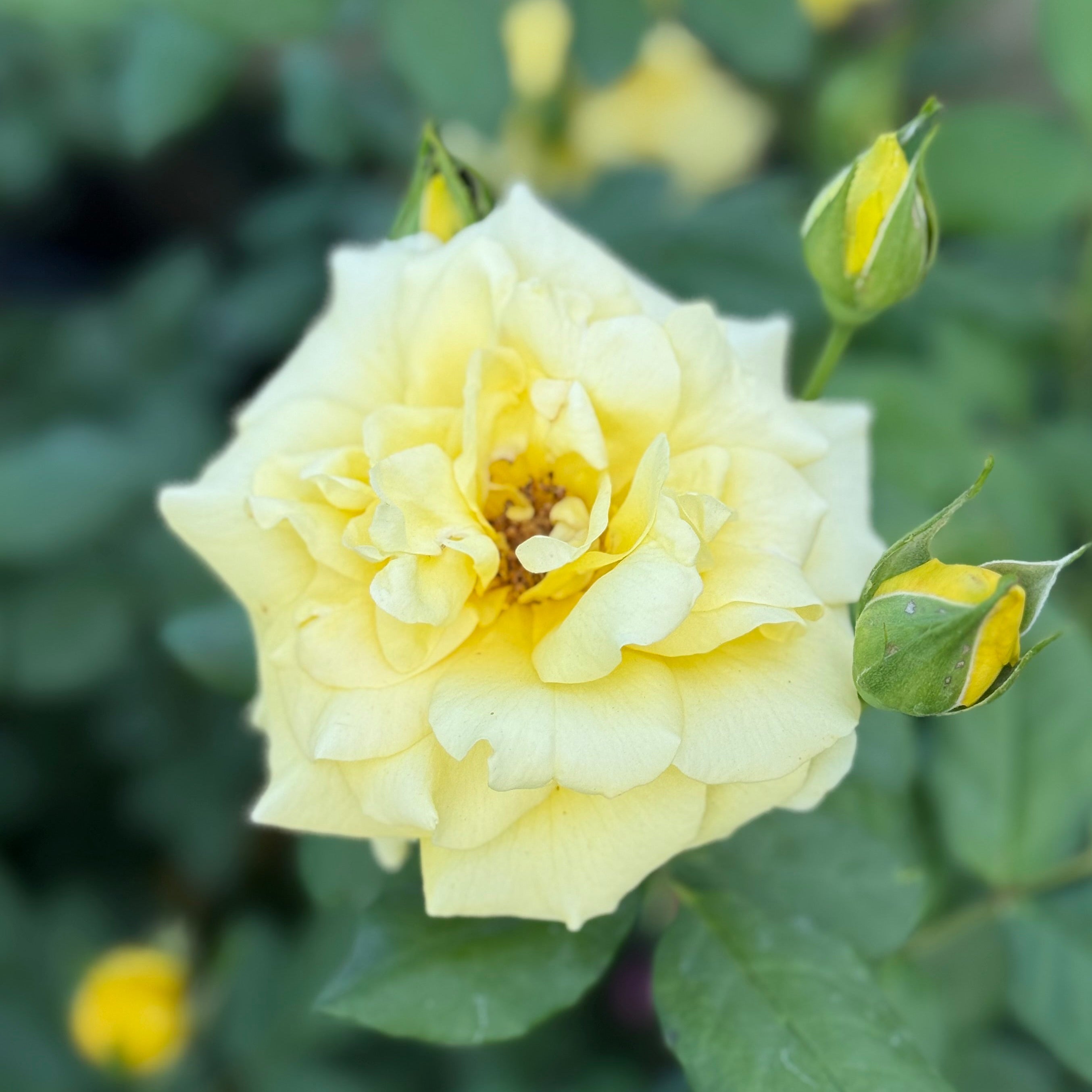 Phyllis Diller™ Potted Rose Bush - Grace Rose Farm