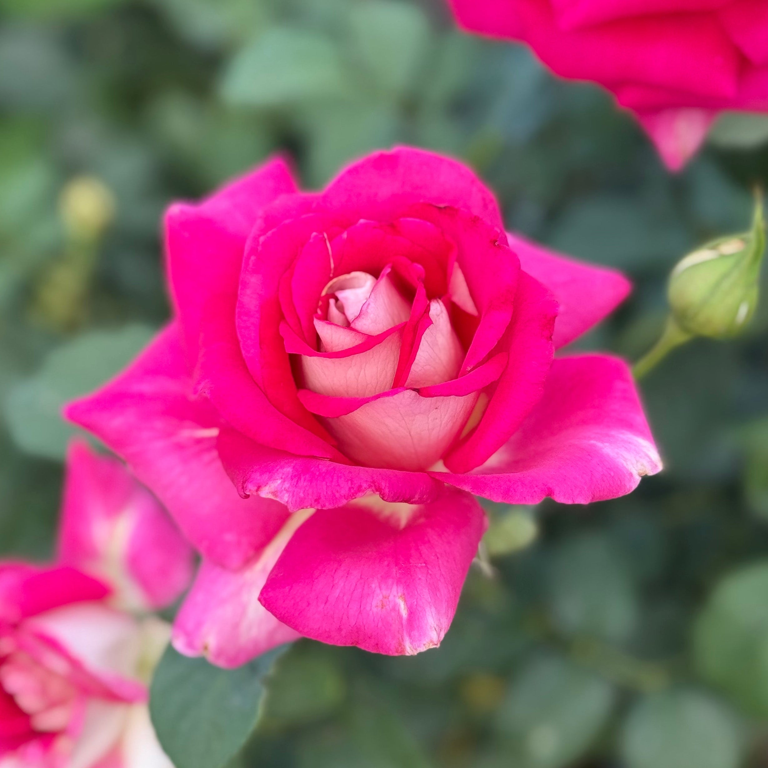 Picture Perfect™ Bare Root Rose Bush