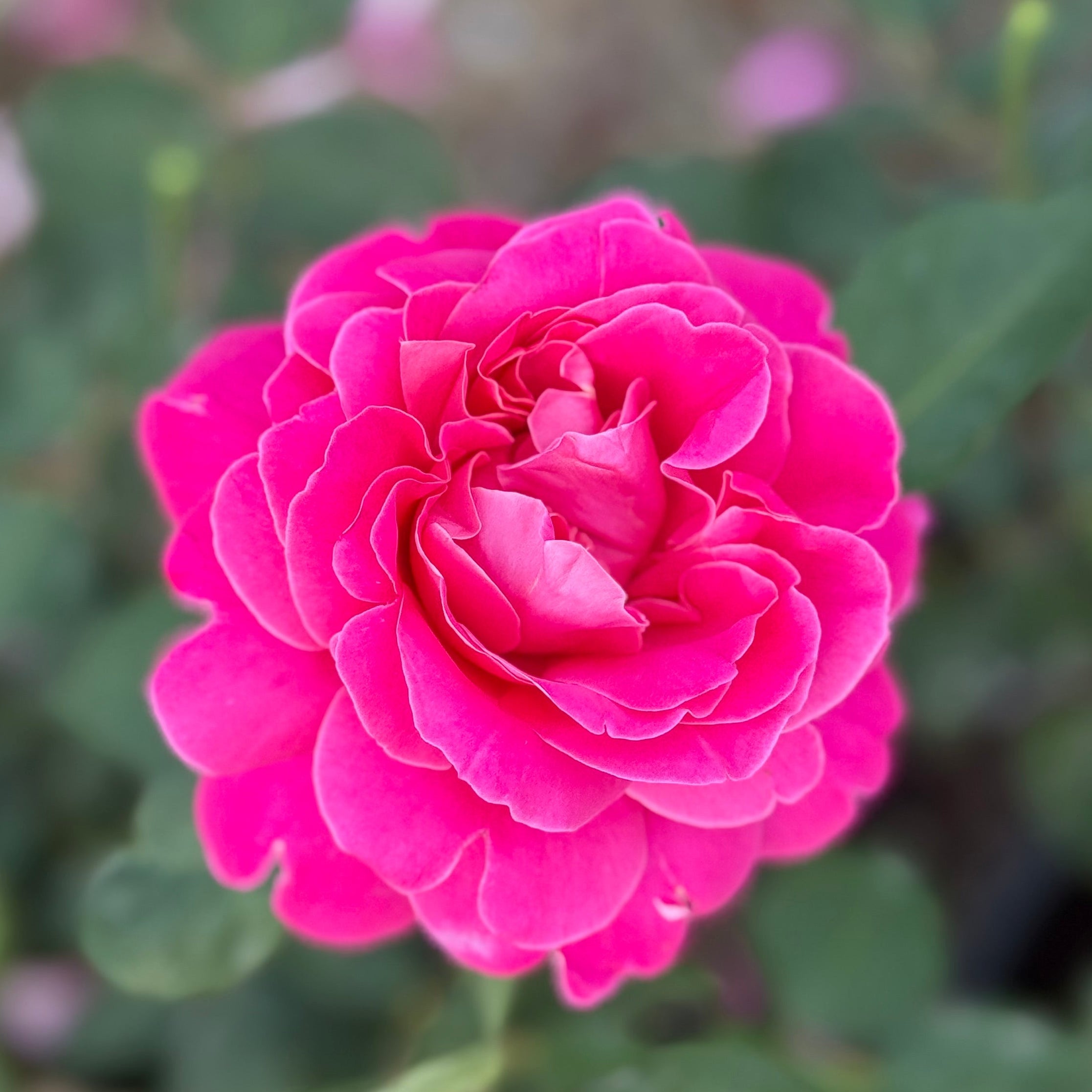 Pink Peace Bare Root Rose Bush