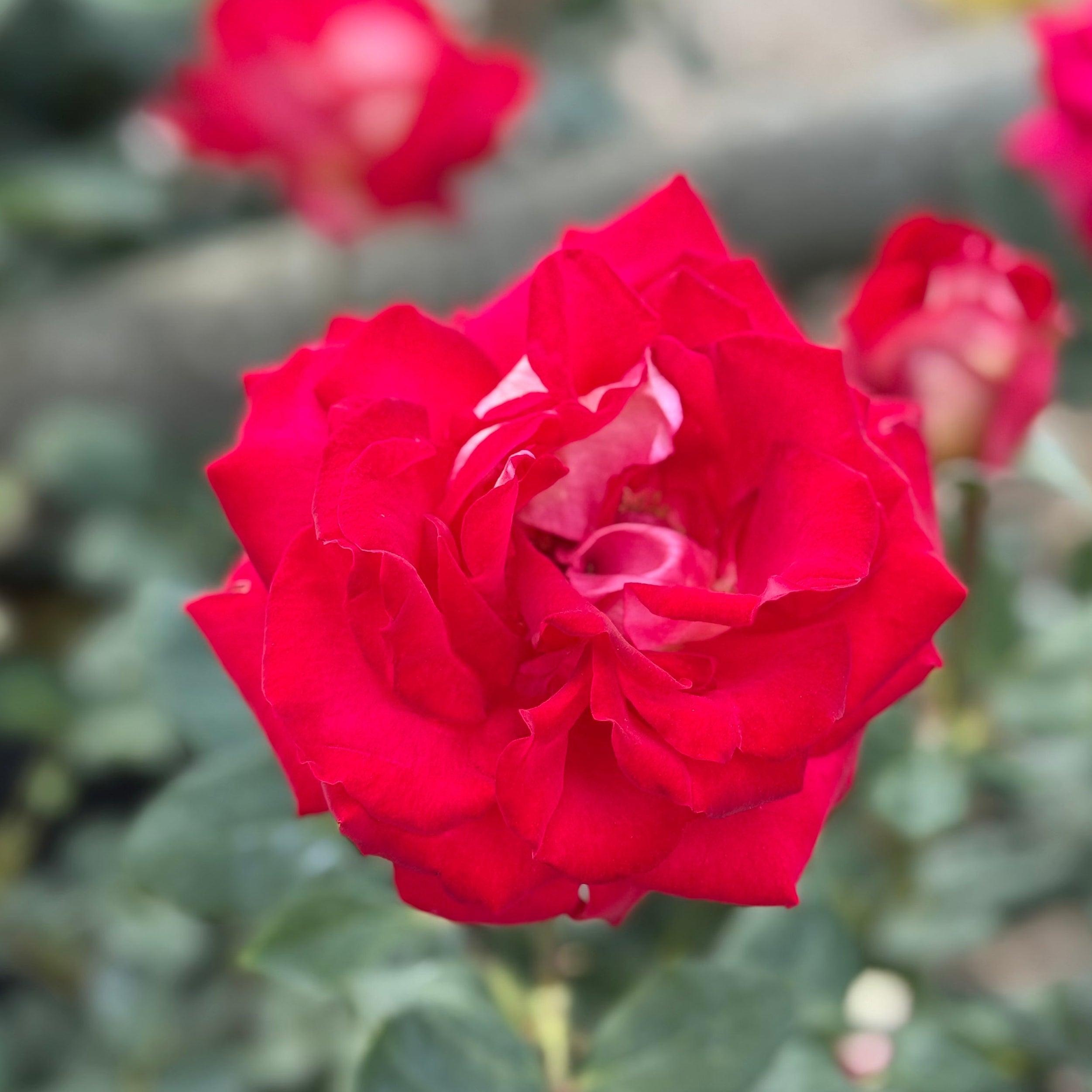 Ninety-Niner™ Potted Rose Bush