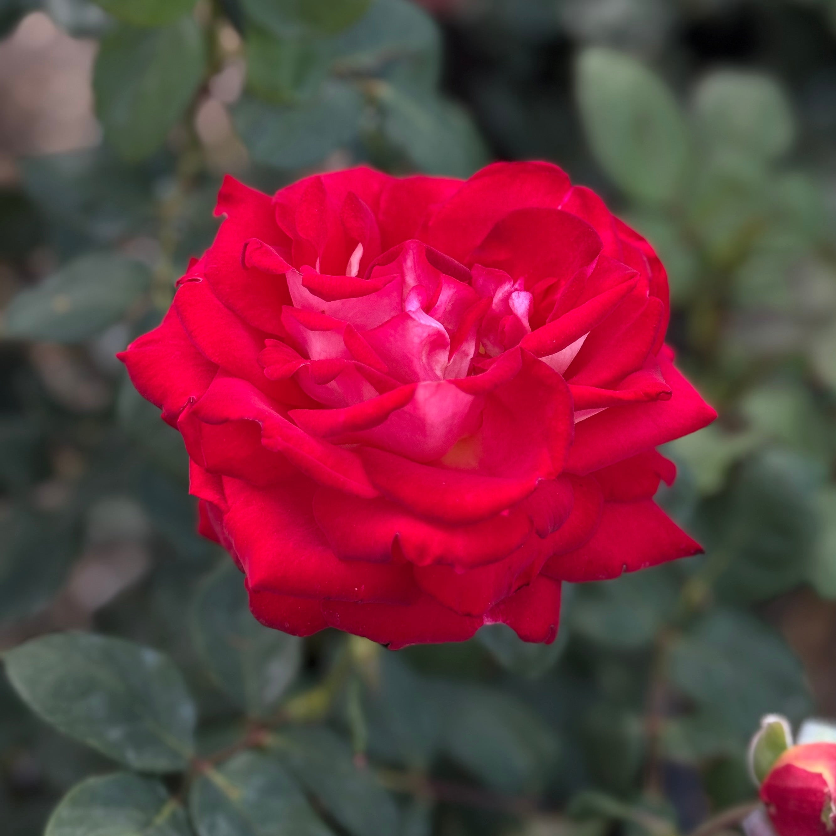 Ninety-Niner Potted Rose Bush | Red White Hybrid Tea Rose | Grace