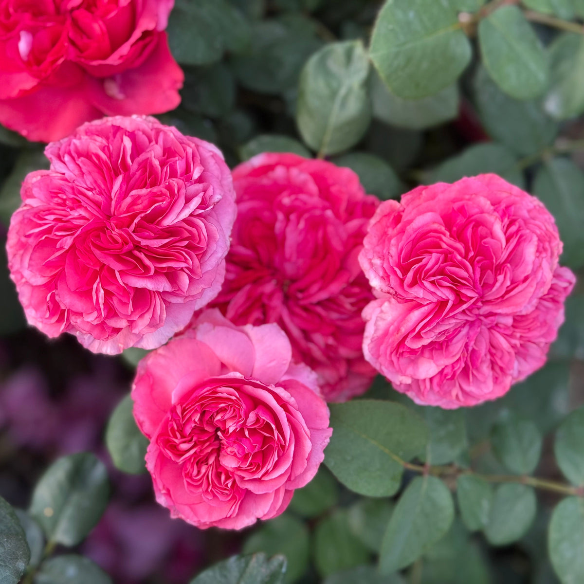 Loves Me Loves Me Not Rose Bush | Striped Rose Plant | Grace Rose Farm