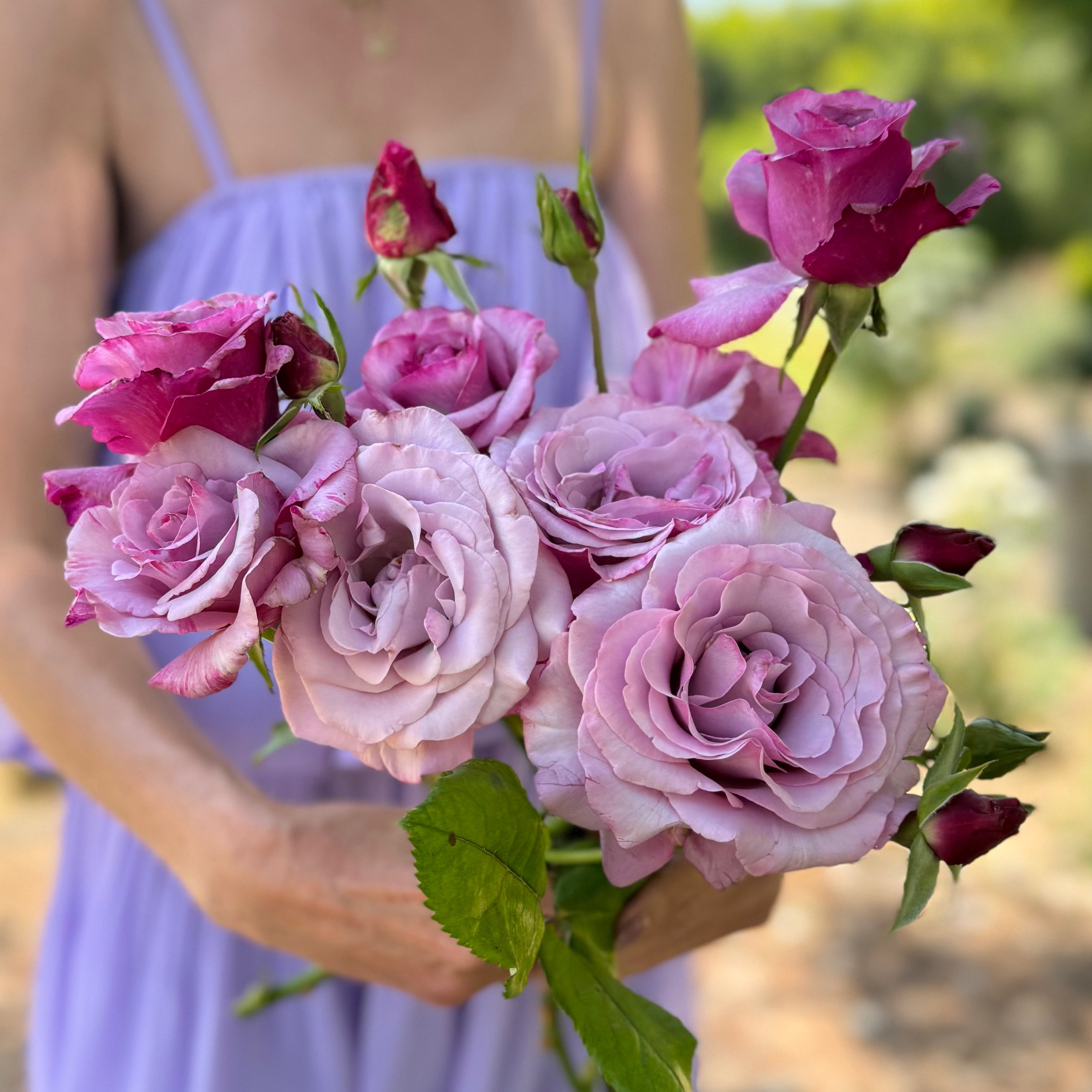 Neptune™ Bare Root Tree Rose