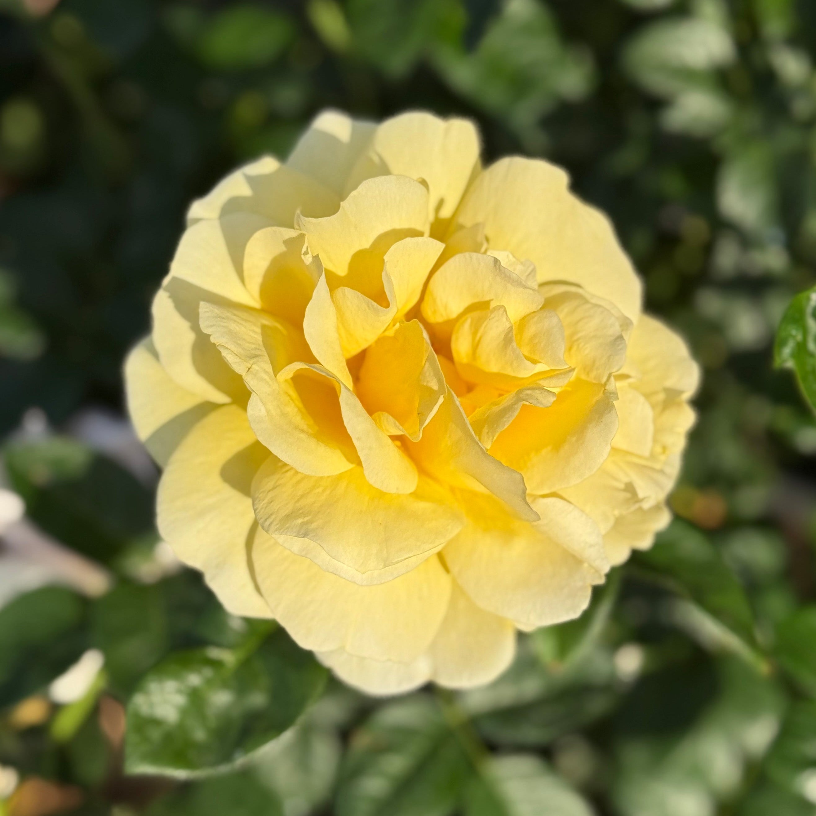 Michelangelo™ Potted Rose Bush