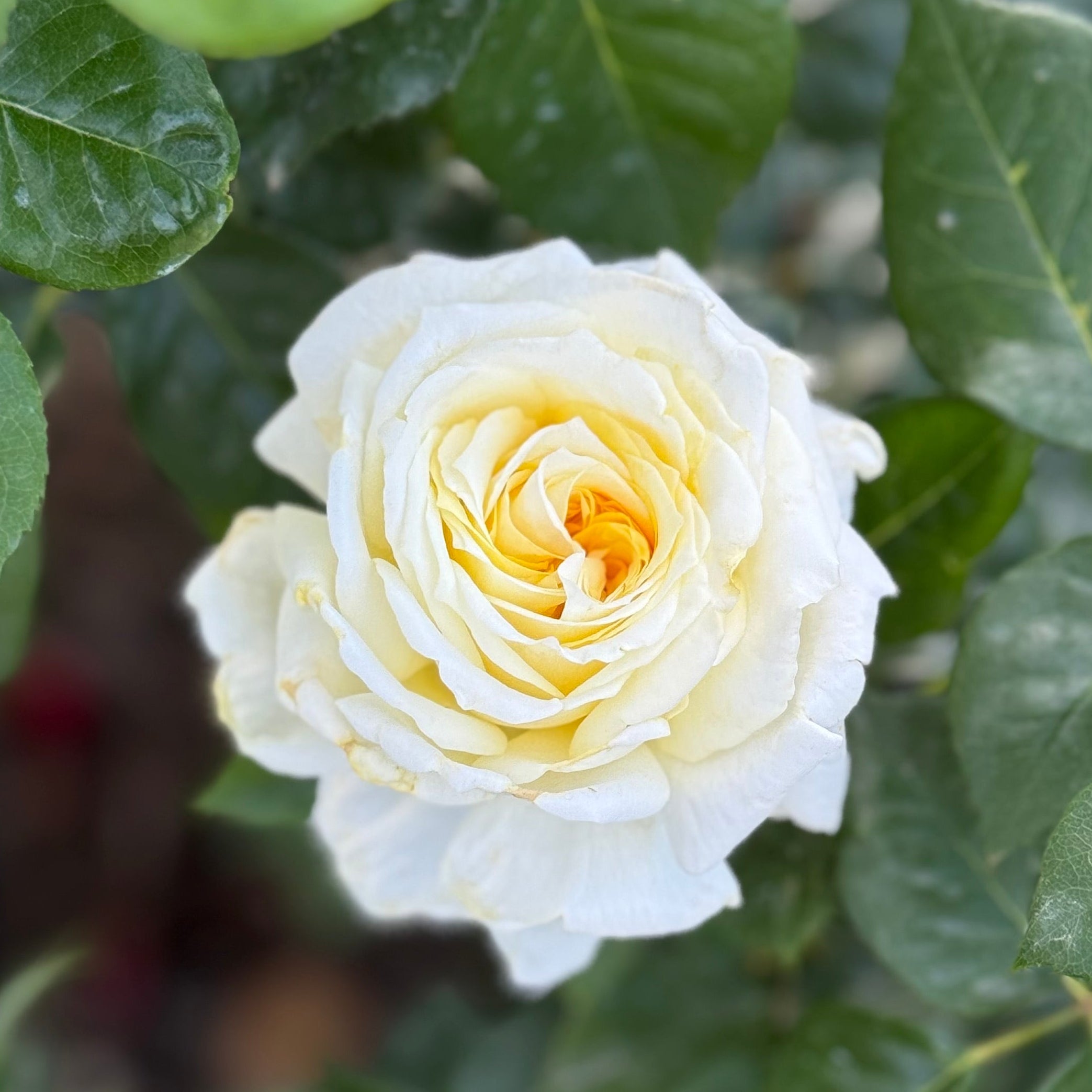 Lemontini™ Potted Rose Bush