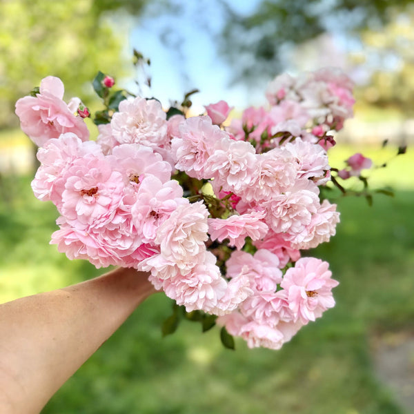 The Fairy Bare Root Rose Bush