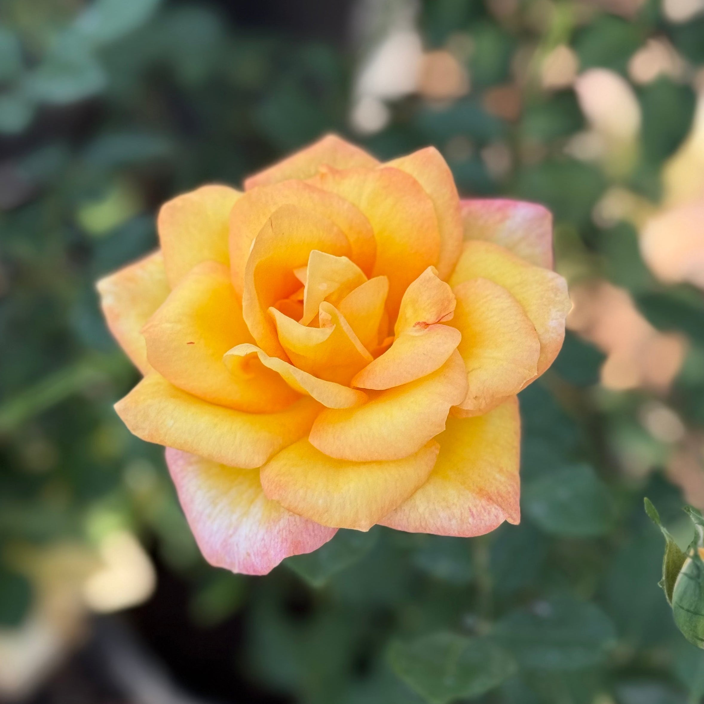 Gold Medal Bare Root Rose Bush