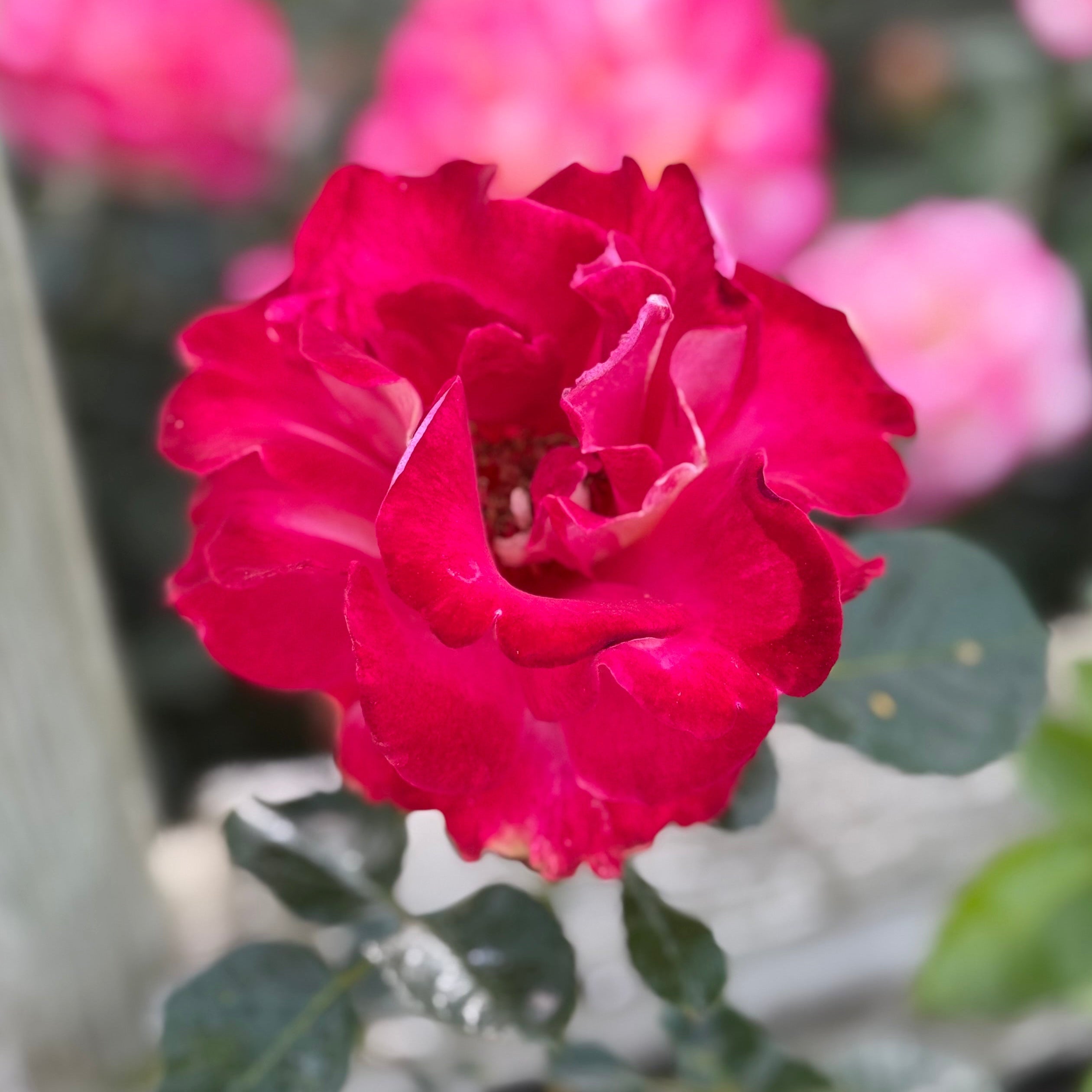 Dick Clark Potted Rose Bush | Burgundy Cream Floribunda Rose