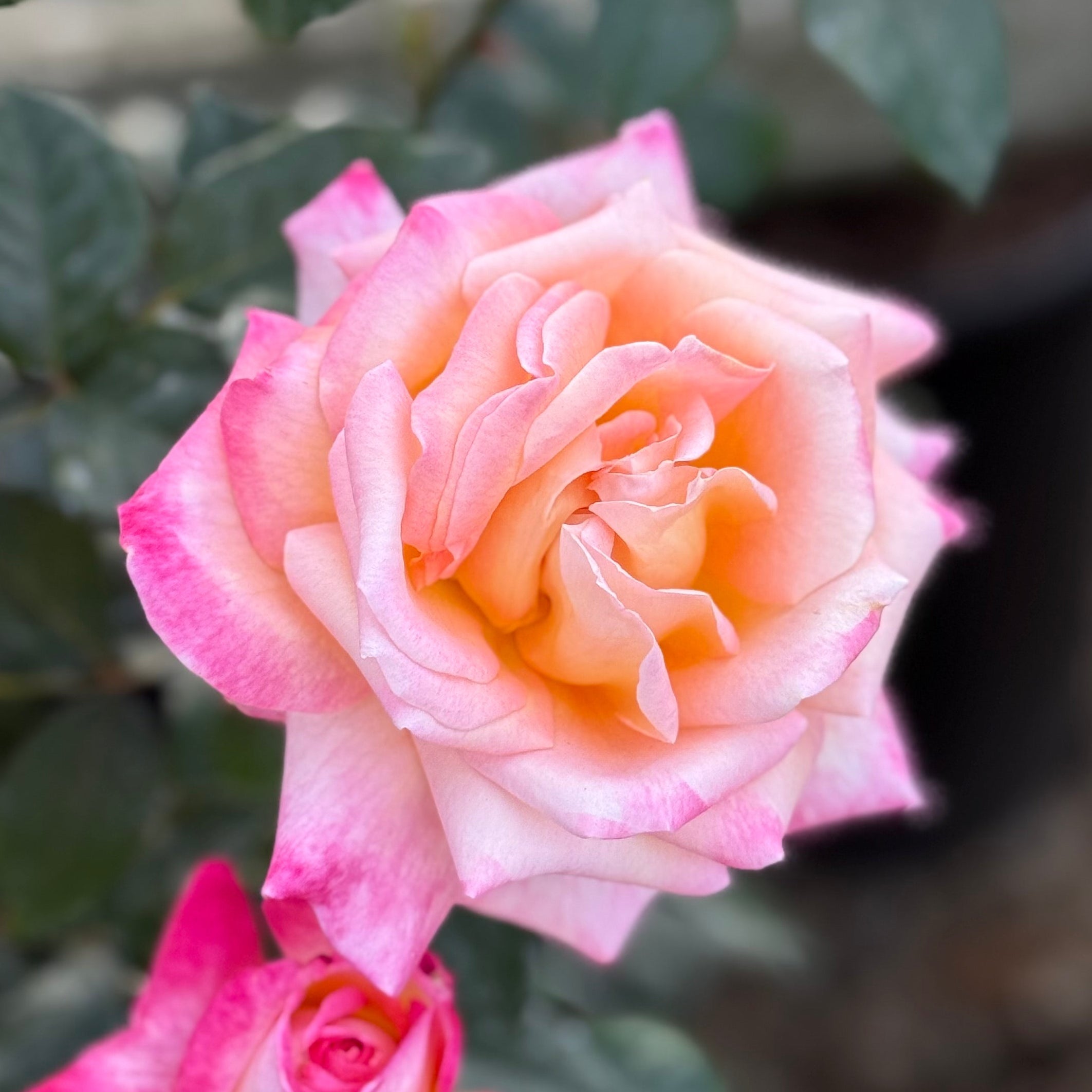 Enchanted Peace™ Potted Rose Bush