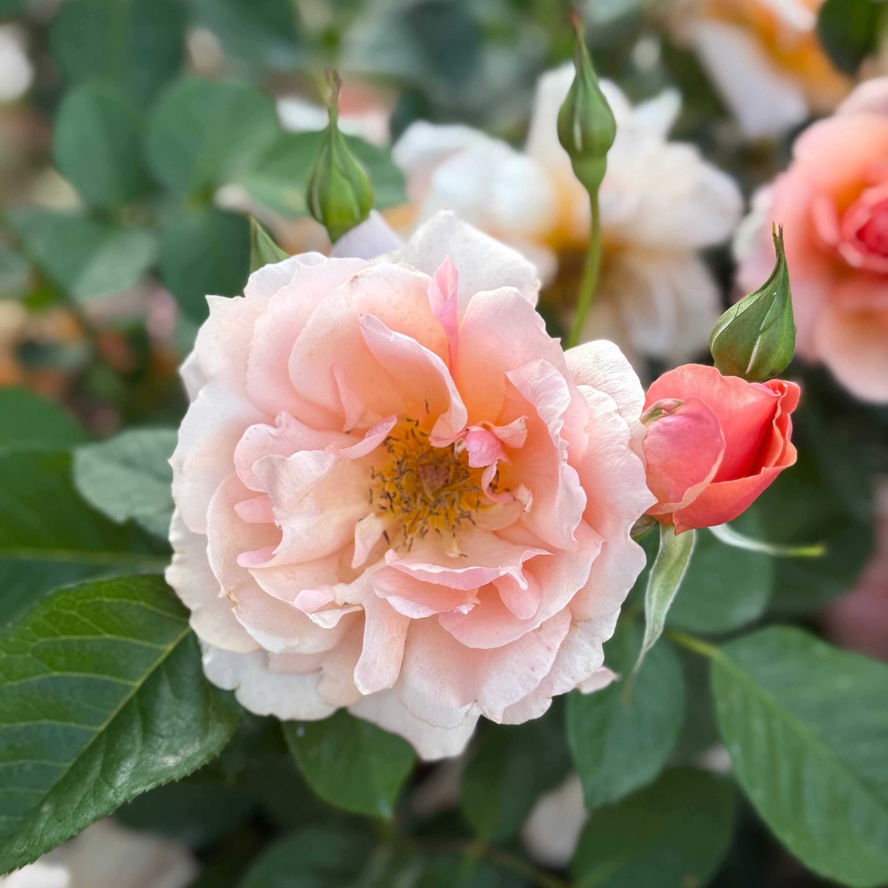 Apricot Candy™ Potted Rose Bush - Grace Rose Farm