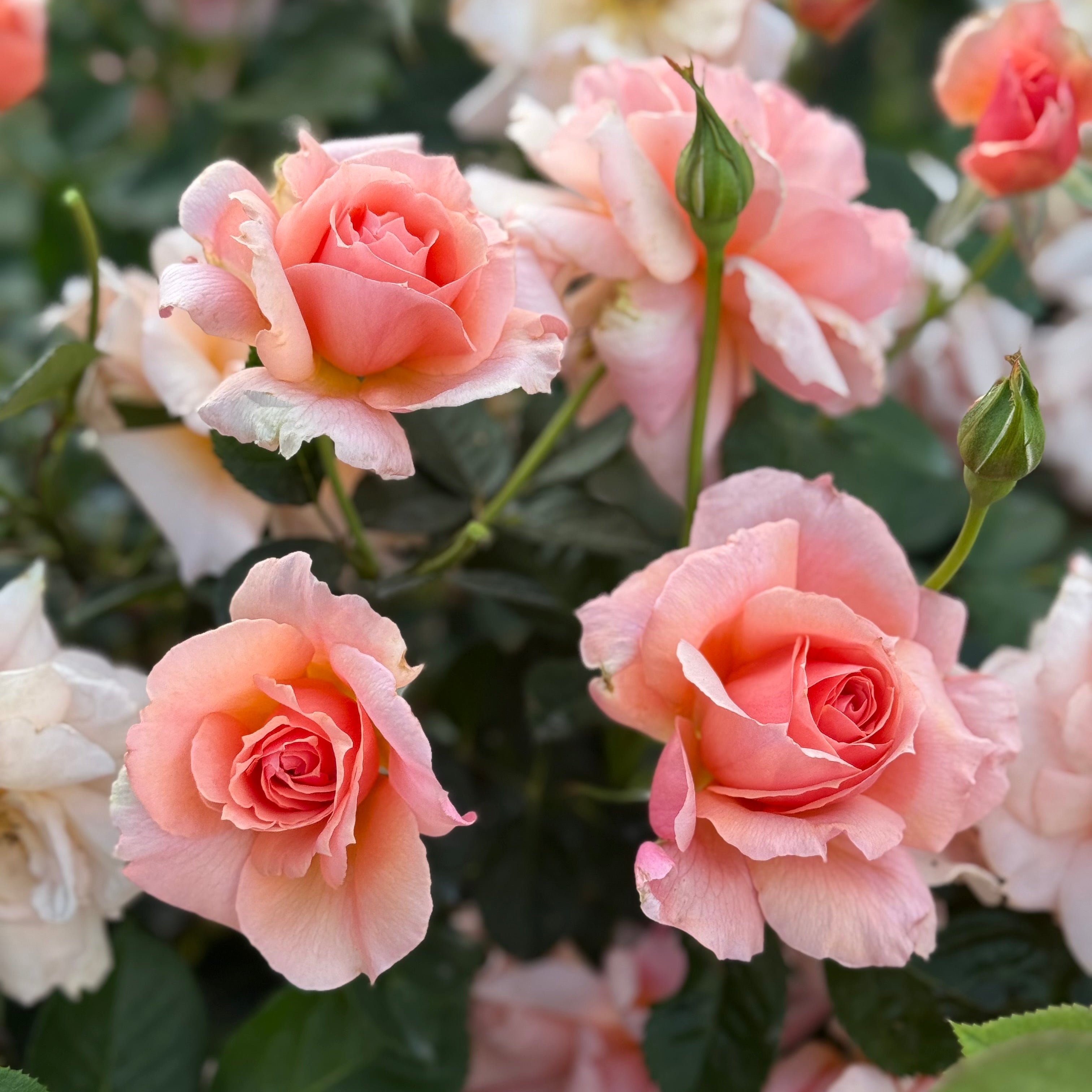 Apricot Candy™ Potted Rose Bush - Grace Rose Farm