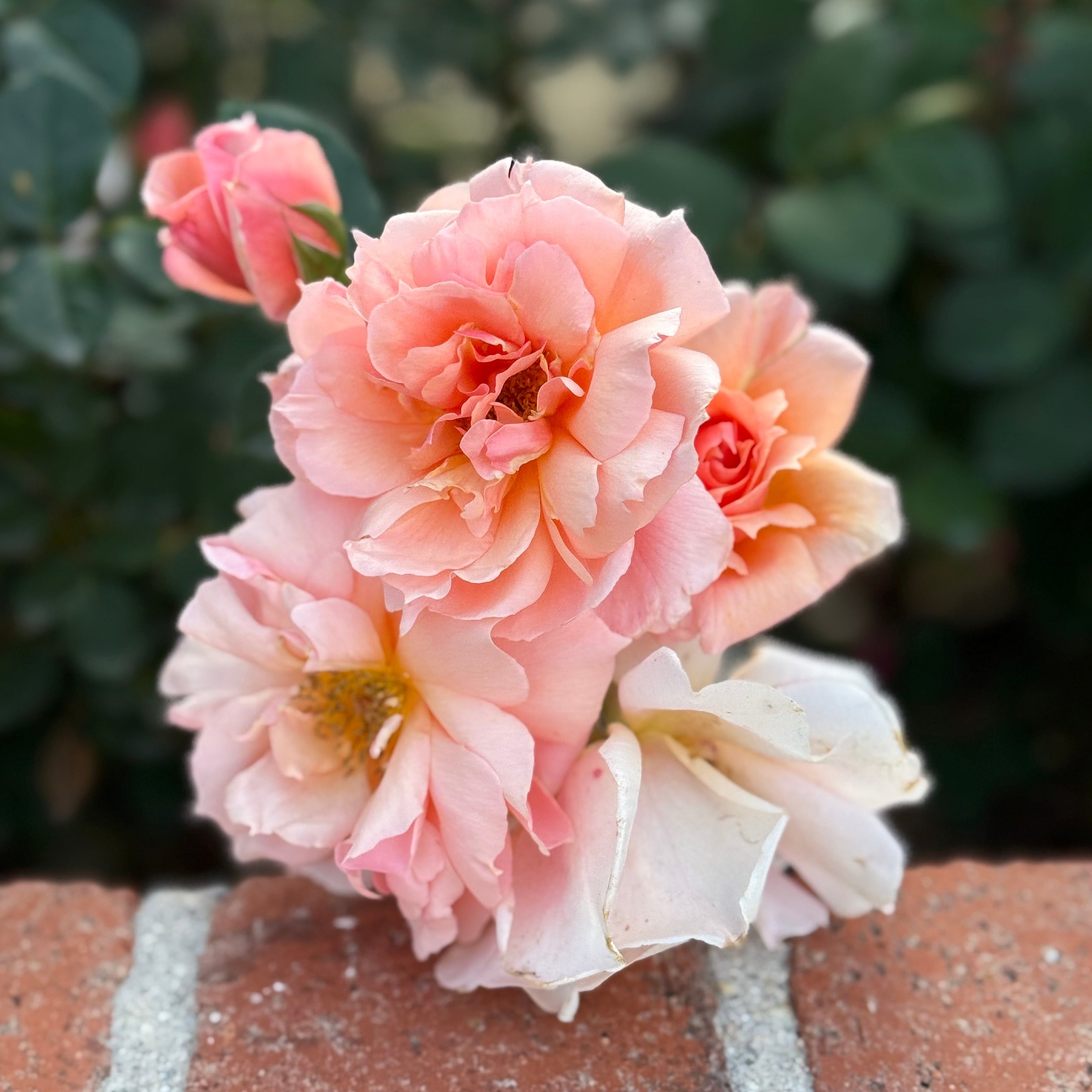 Apricot Candy™ Potted Tree Rose